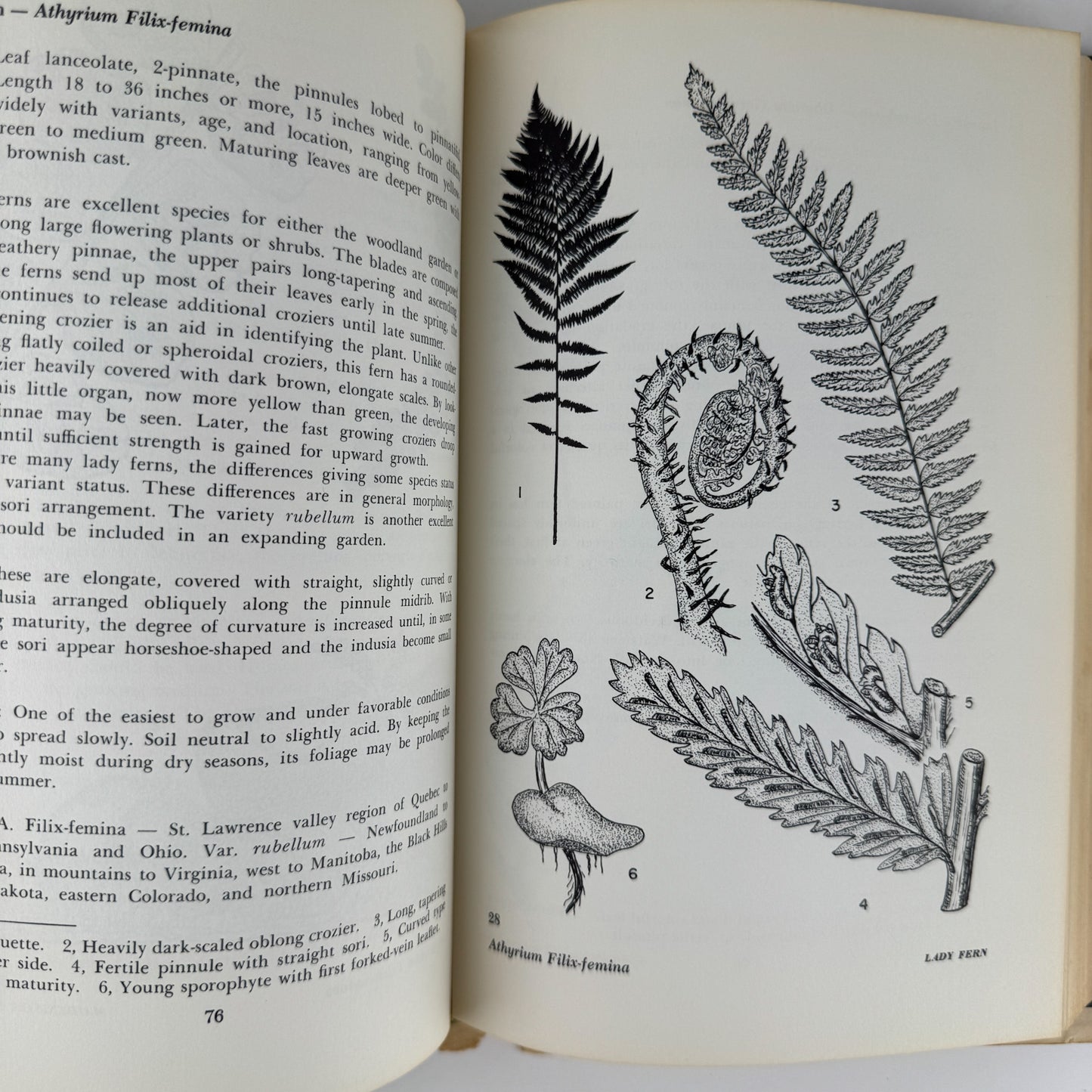 Ferns to Know and Grow, 1971, Illustrated Nature Book