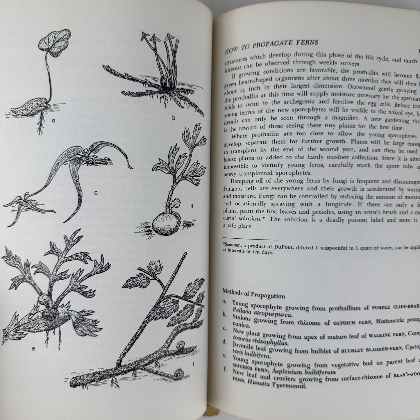 Ferns to Know and Grow, 1971, Illustrated Nature Book