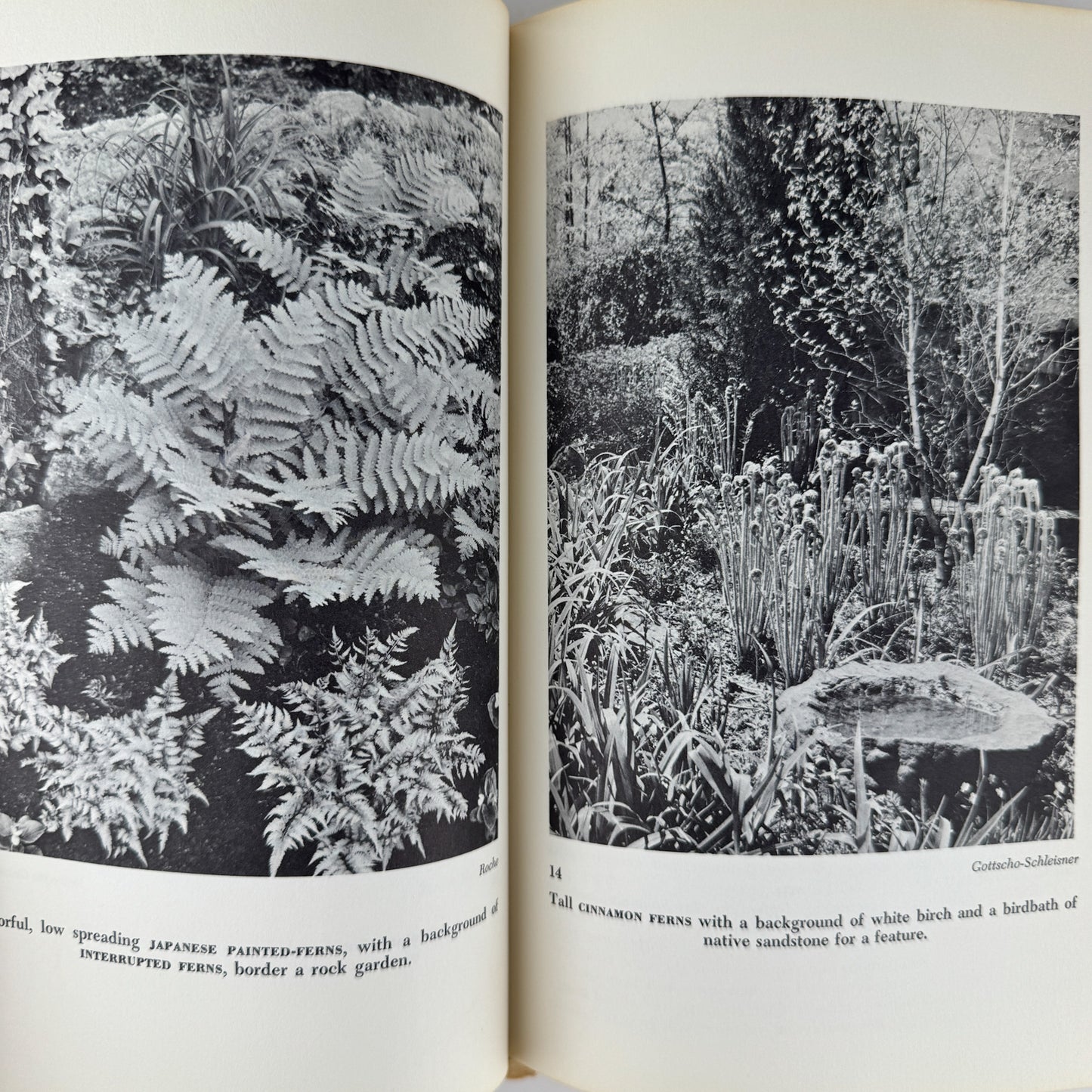Ferns to Know and Grow, 1971, Illustrated Nature Book