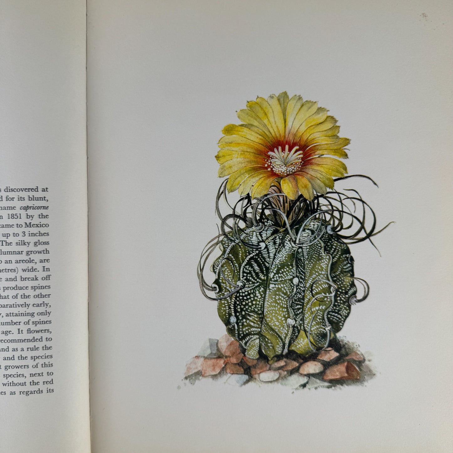 Decorative Cacti: A Guide to Succulent House Plants, 1972, J. Kaplicka, Botanical Art