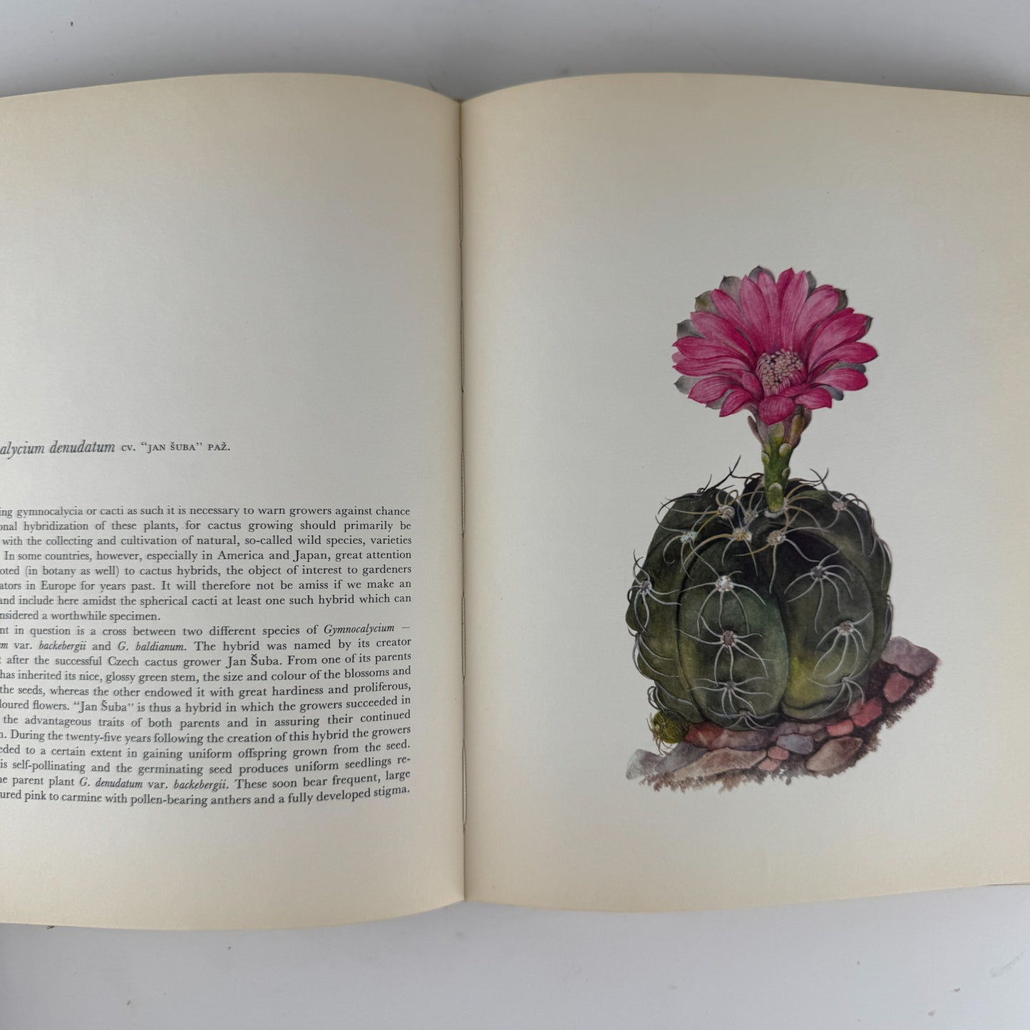 Decorative Cacti: A Guide to Succulent House Plants, 1972, J. Kaplicka, Botanical Art