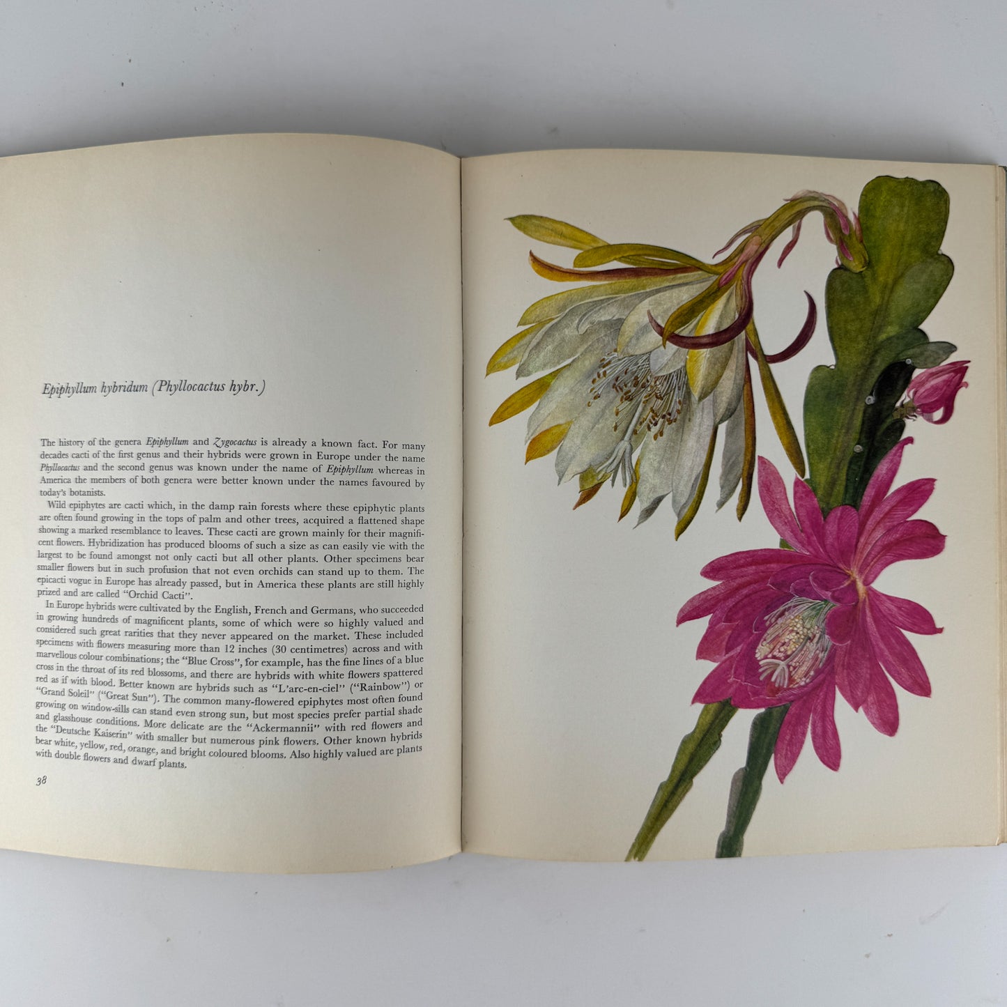 Decorative Cacti: A Guide to Succulent House Plants, 1972, J. Kaplicka, Botanical Art