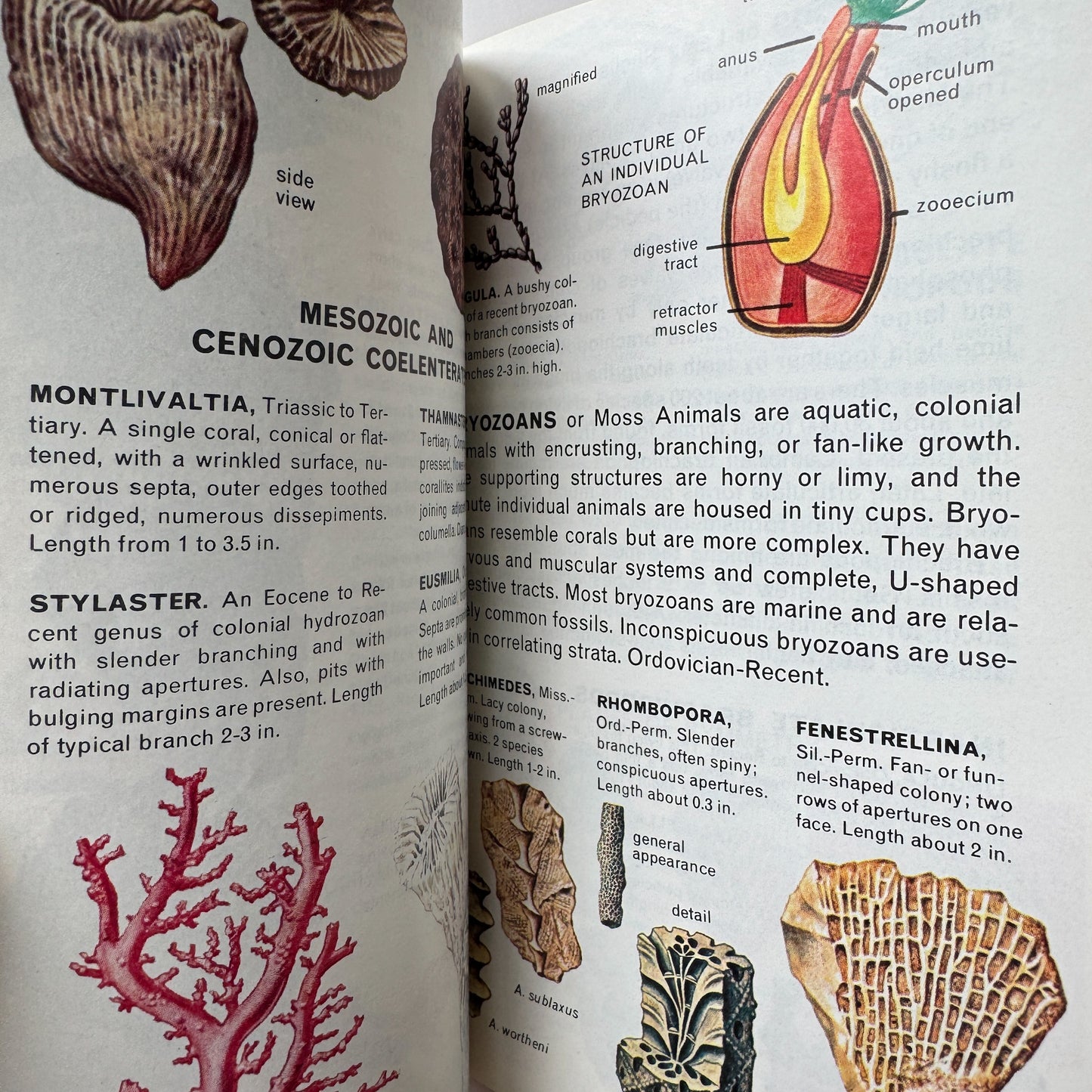 Fossils A Golden Guide Paperback 1962