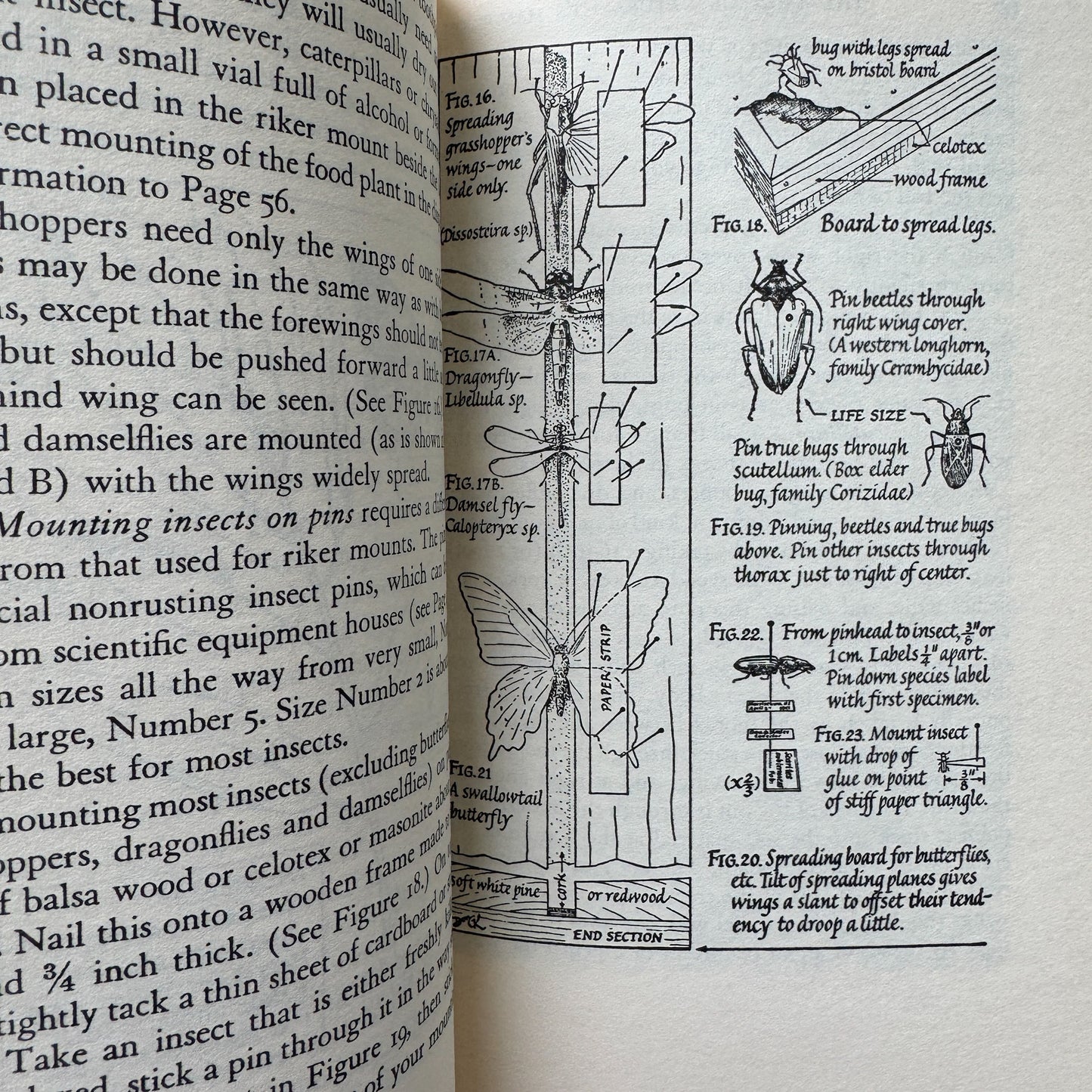 The Amateur Naturalist's Handbook, 1948 Illustrated Nature Study Book