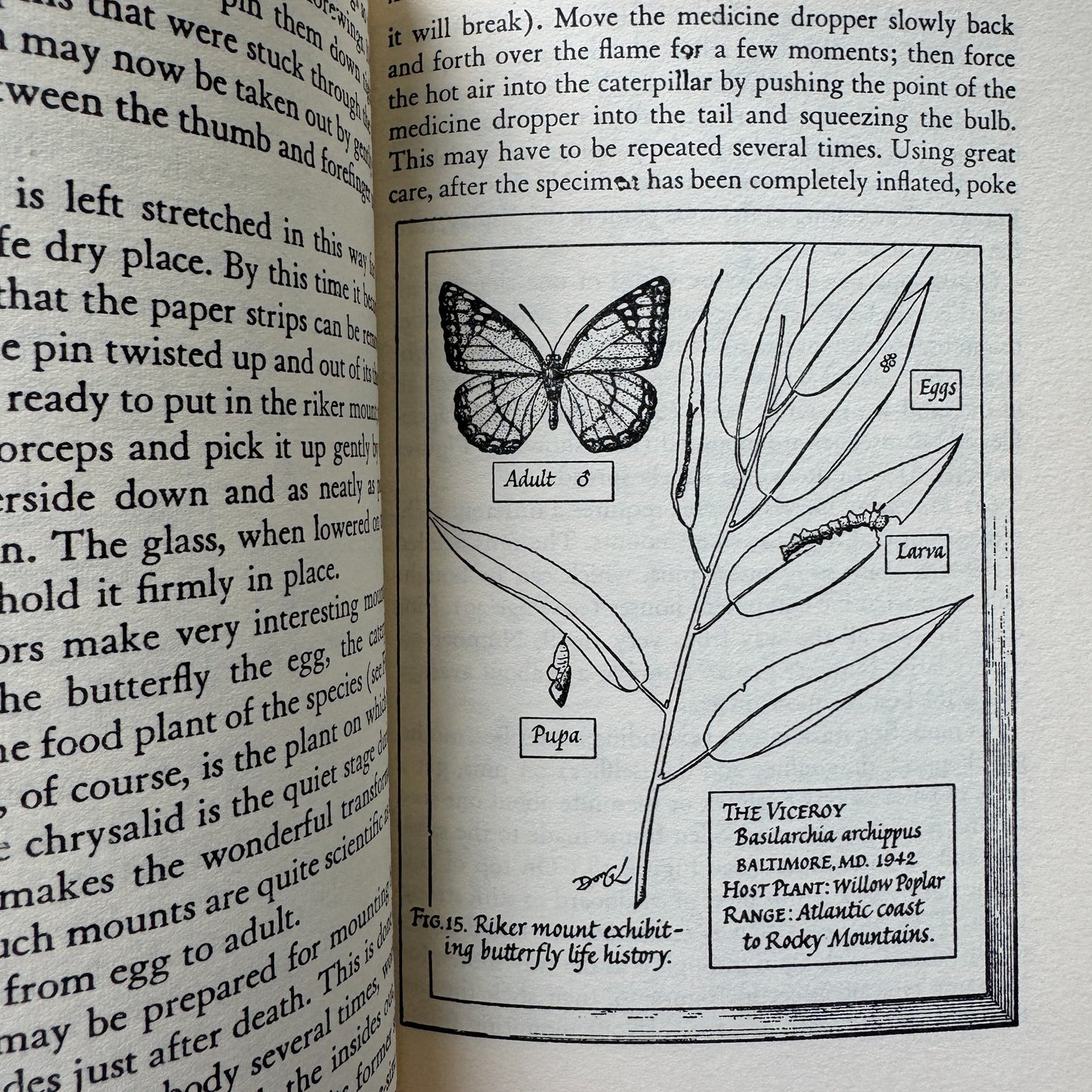 The Amateur Naturalist's Handbook, 1948 Illustrated Nature Study Book
