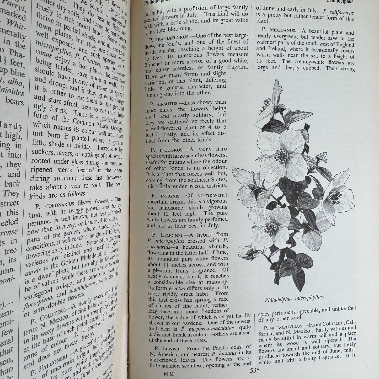 The English Flower Garden, William Robinson, 1956