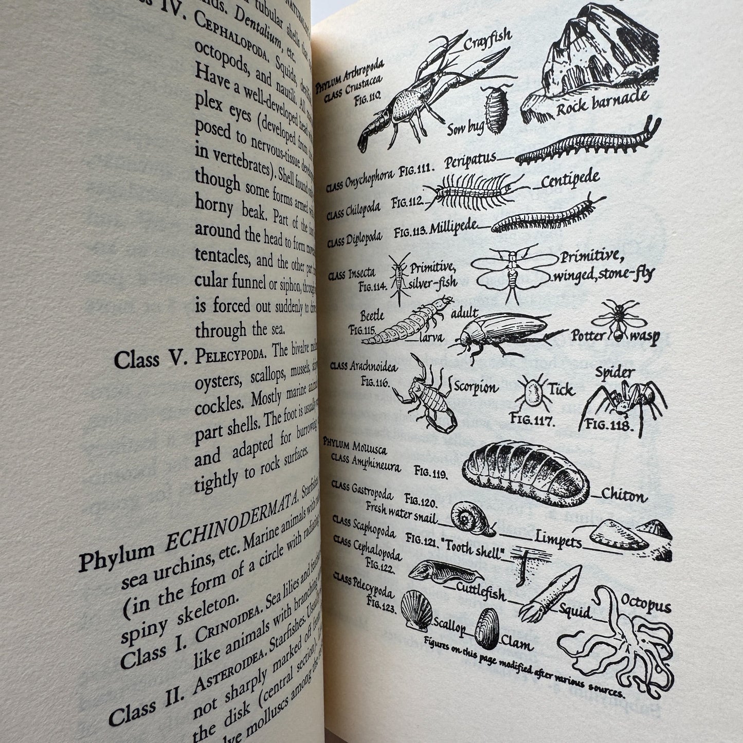 The Amateur Naturalist's Handbook, 1948 Illustrated Nature Study Book