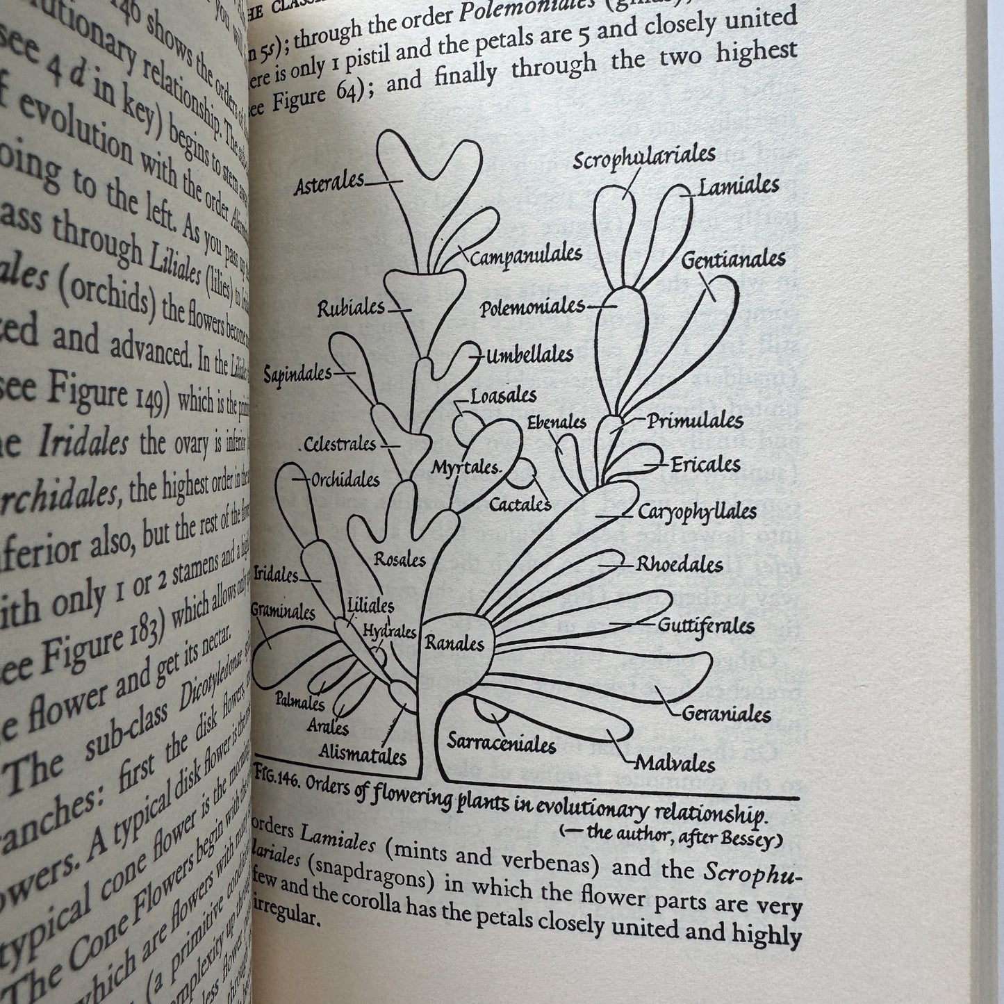 The Amateur Naturalist's Handbook, 1948 Illustrated Nature Study Book