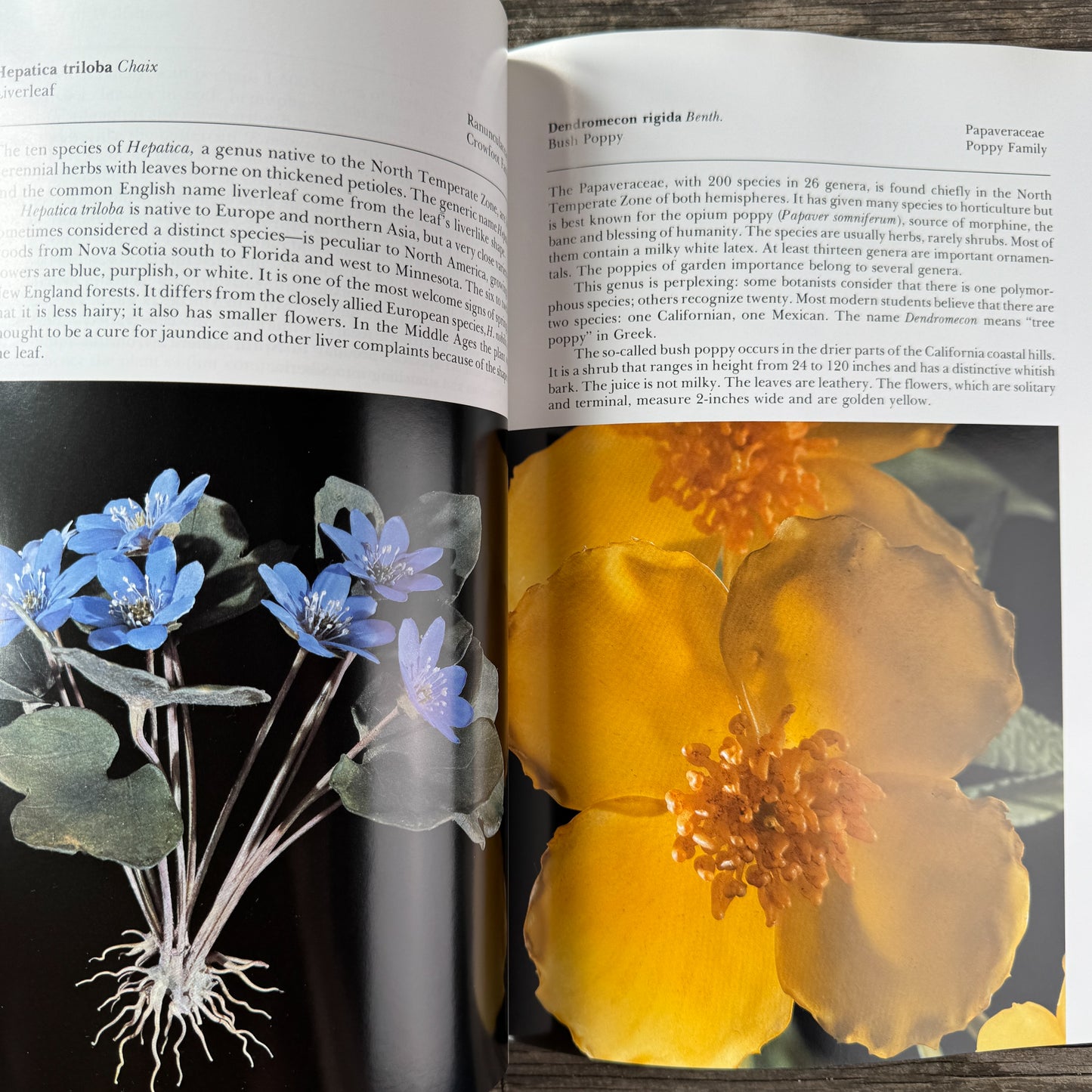 The Glass Flowers at Harvard, Richard Evans Schultes and William A. Davis, 1982