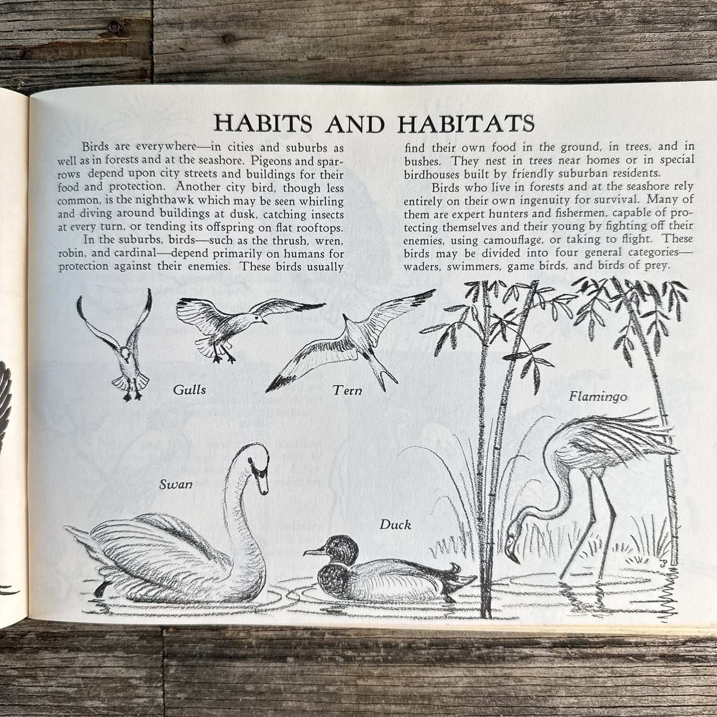 Drawing Birds, Joy Postle, How to Book, 1963