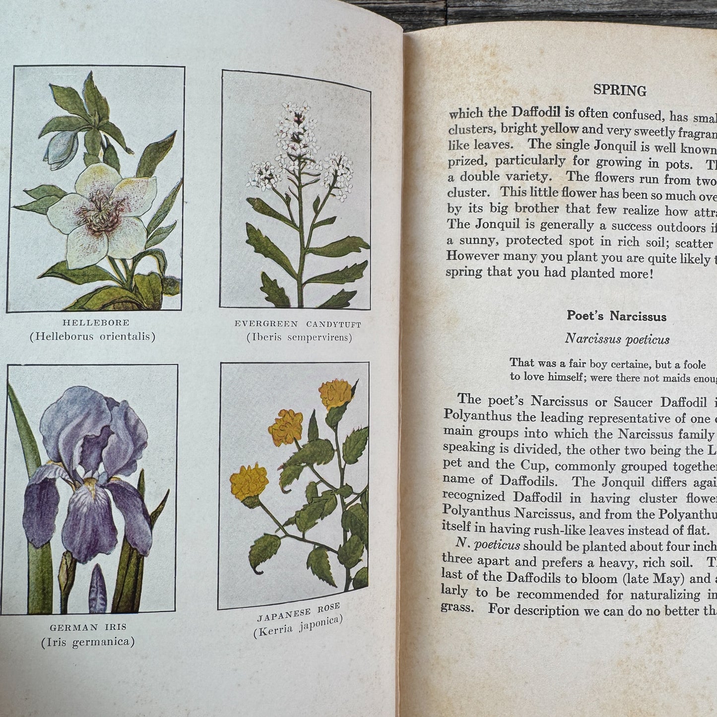 Little Nature Library: Garden Flowers Worth Knowing, 1925