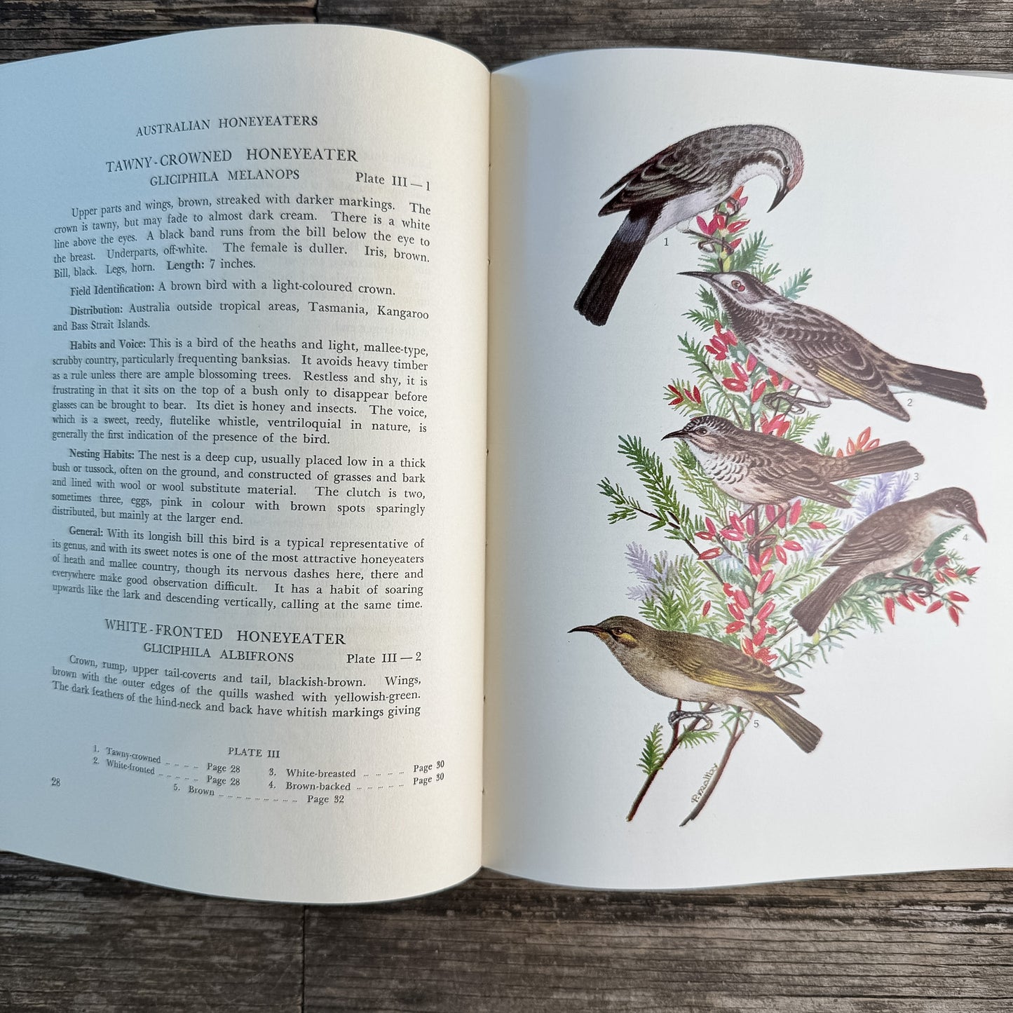 Australian Honeyeaters, Brigadier Hugh R. Officer, 1965 Color Bird Art