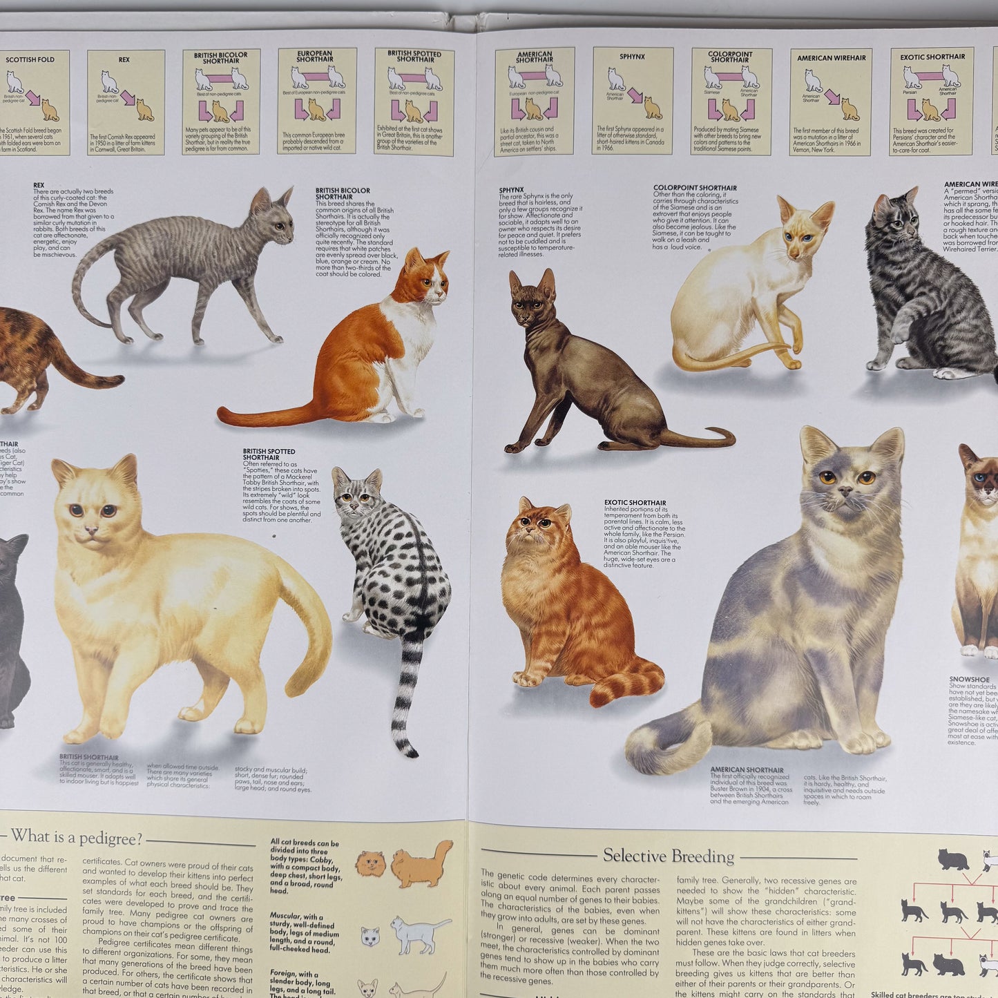 The Cat Wall Chart, Oversized 8-Foot Fold Out Identification Guide, 1991 Hardcover