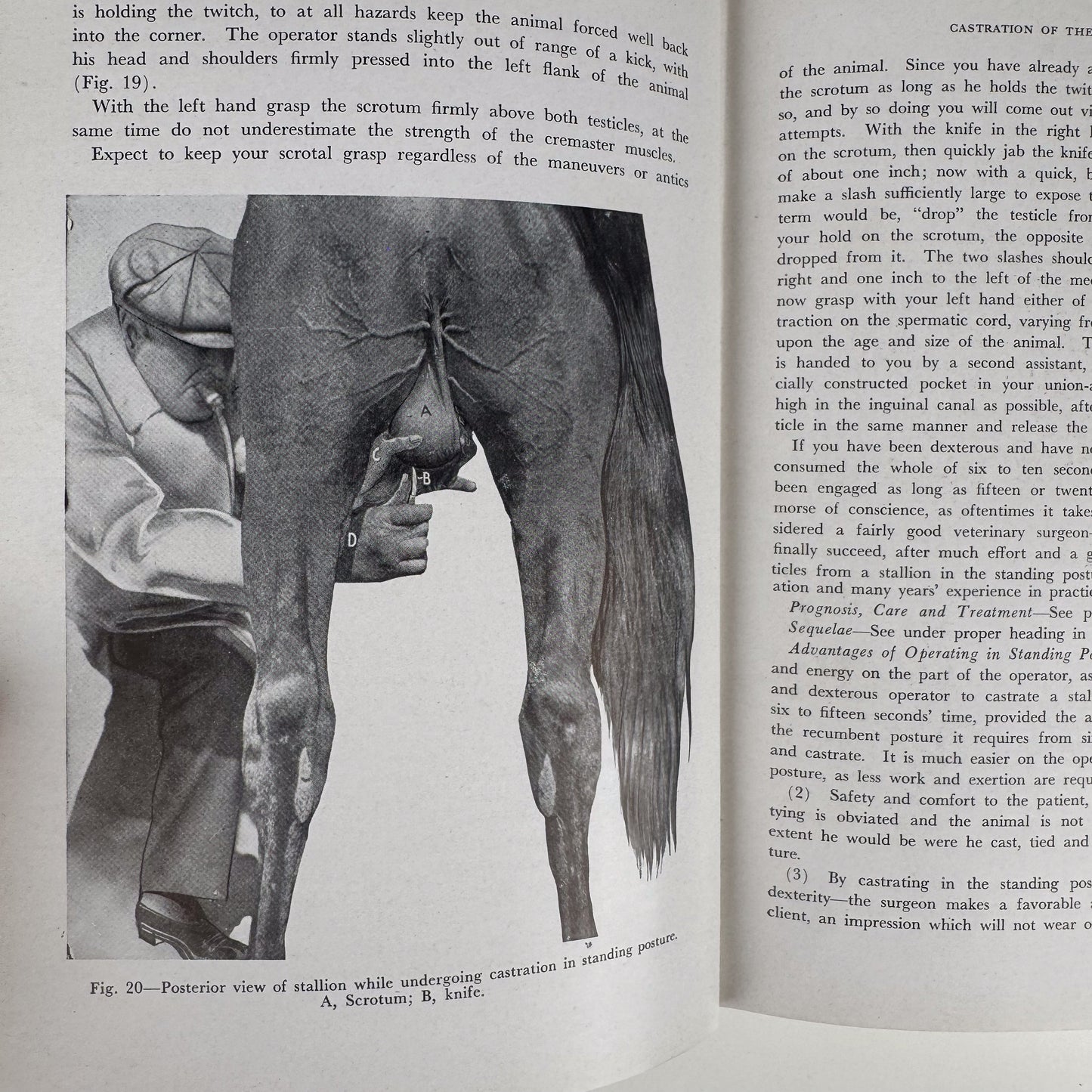 Animal Castration, 1947 Agricultural Textbook, Illustrated