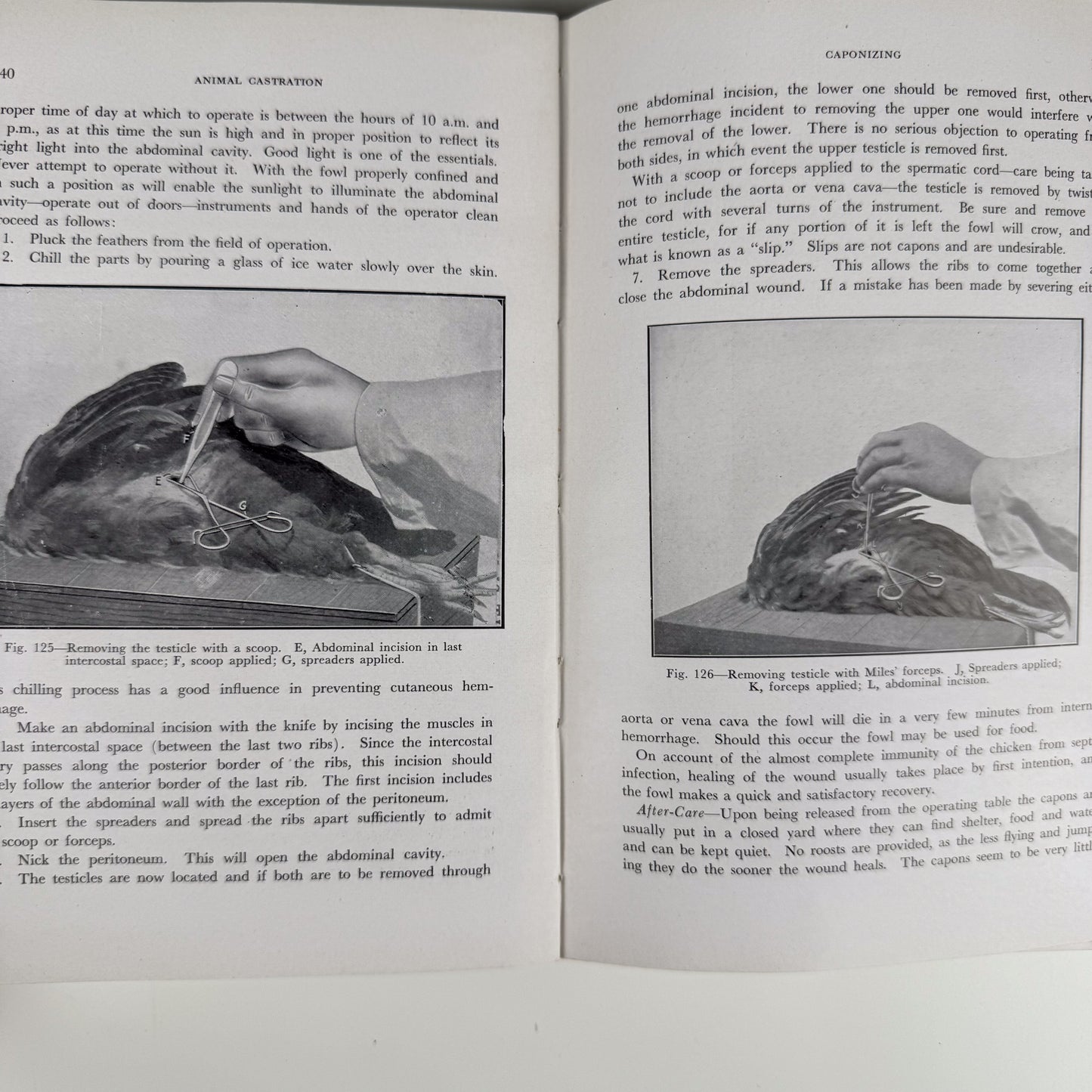 Animal Castration, 1947 Agricultural Textbook, Illustrated