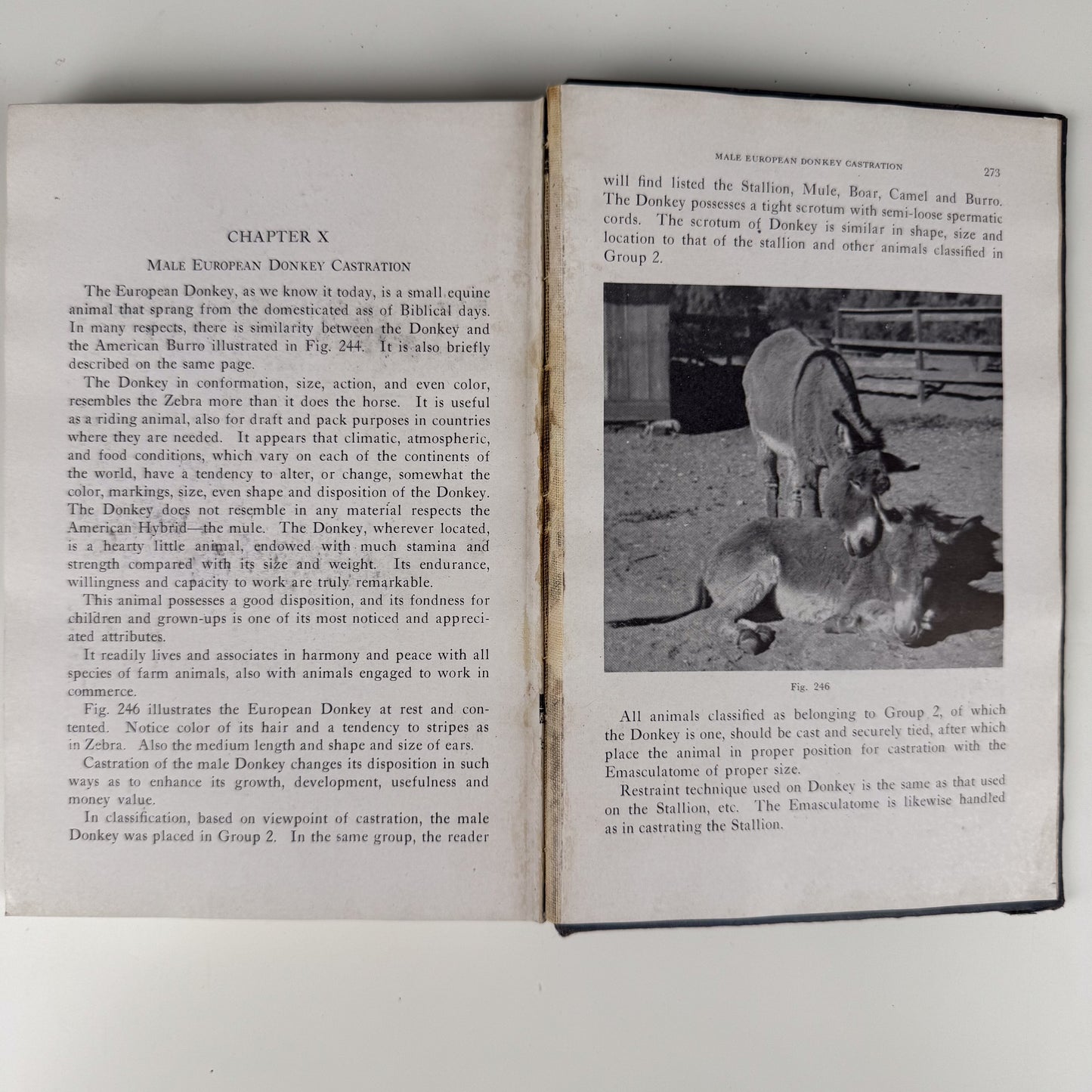Animal Castration, 1947 Agricultural Textbook, Illustrated