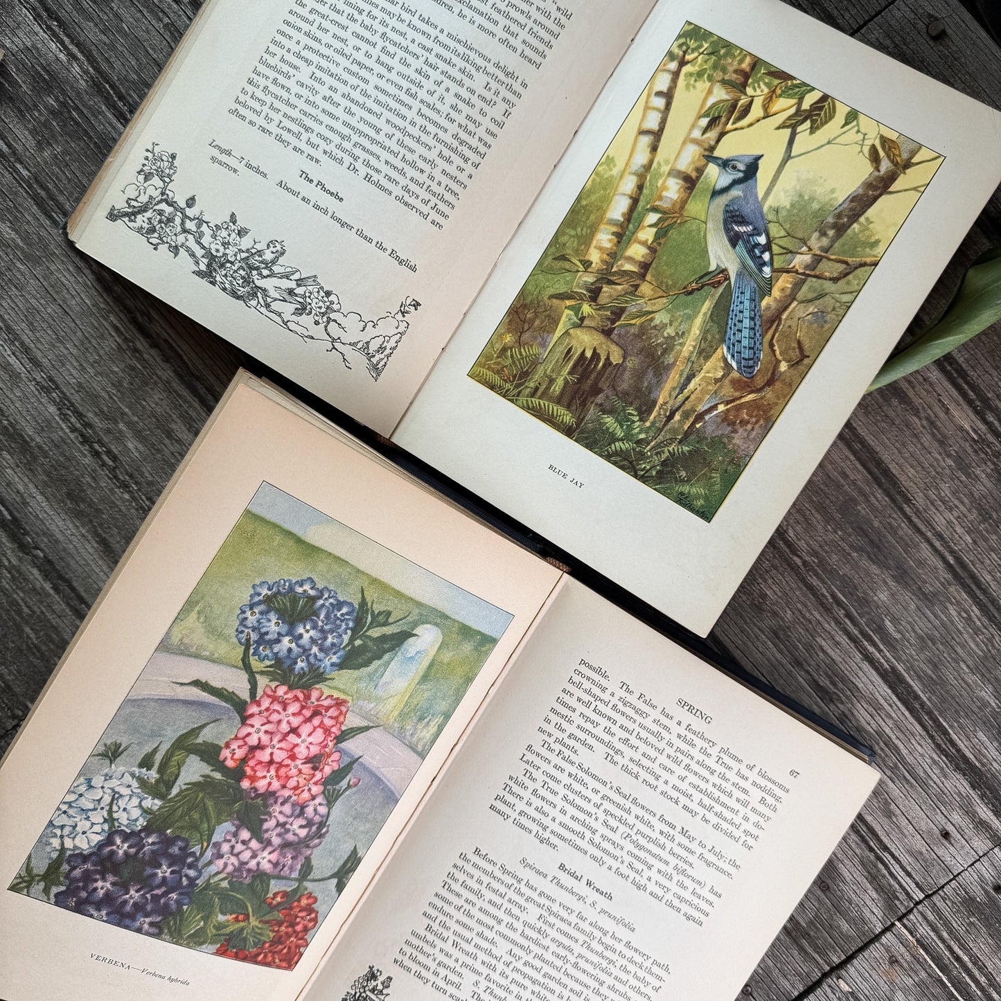 The Nature Library: Birds and The Nature Library: Garden Flowers, 1926