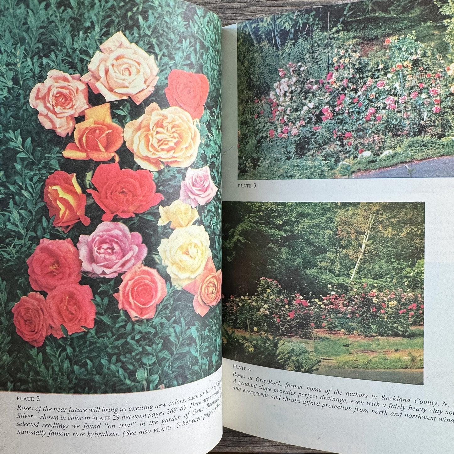 The Rockwells' Complete Book of Roses, F. F. Rockwell and Esther C. Grayson, 1958