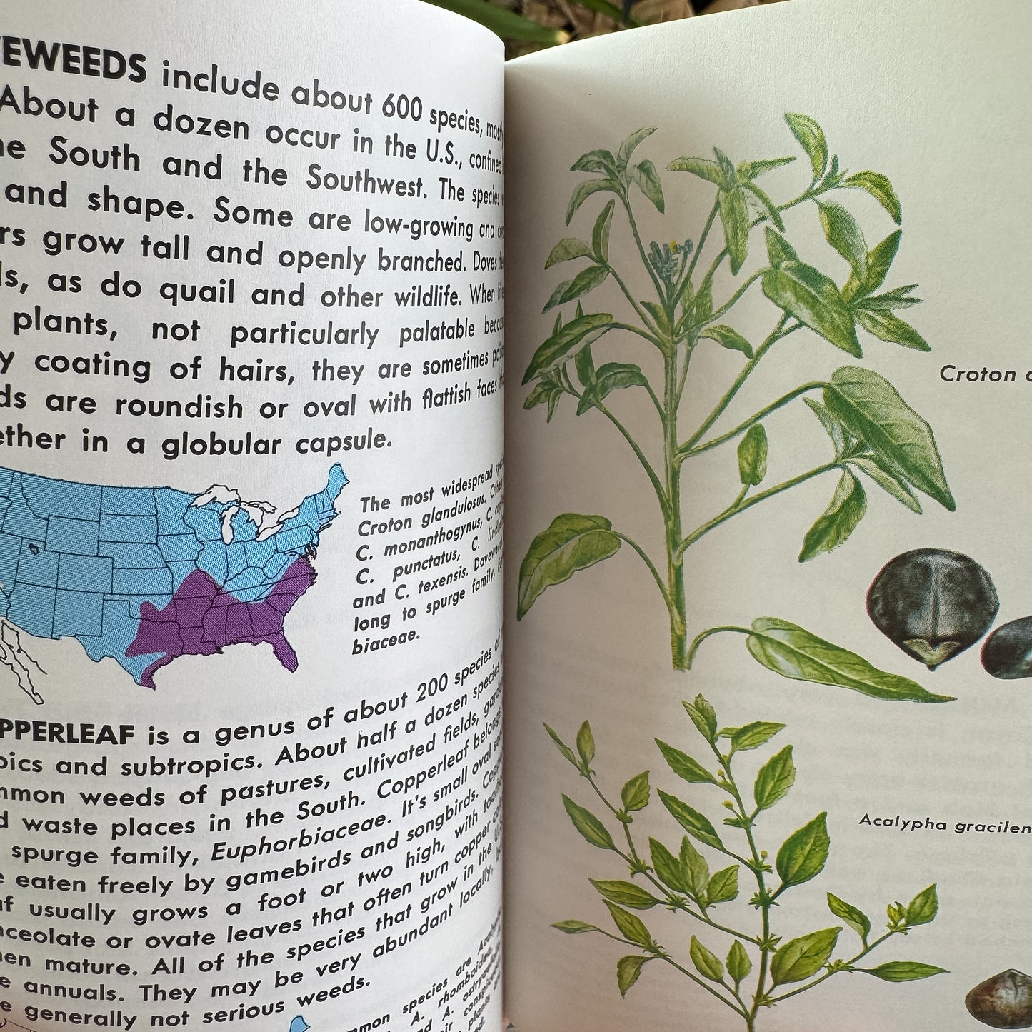 Weeds, A Golden Guide, 1987