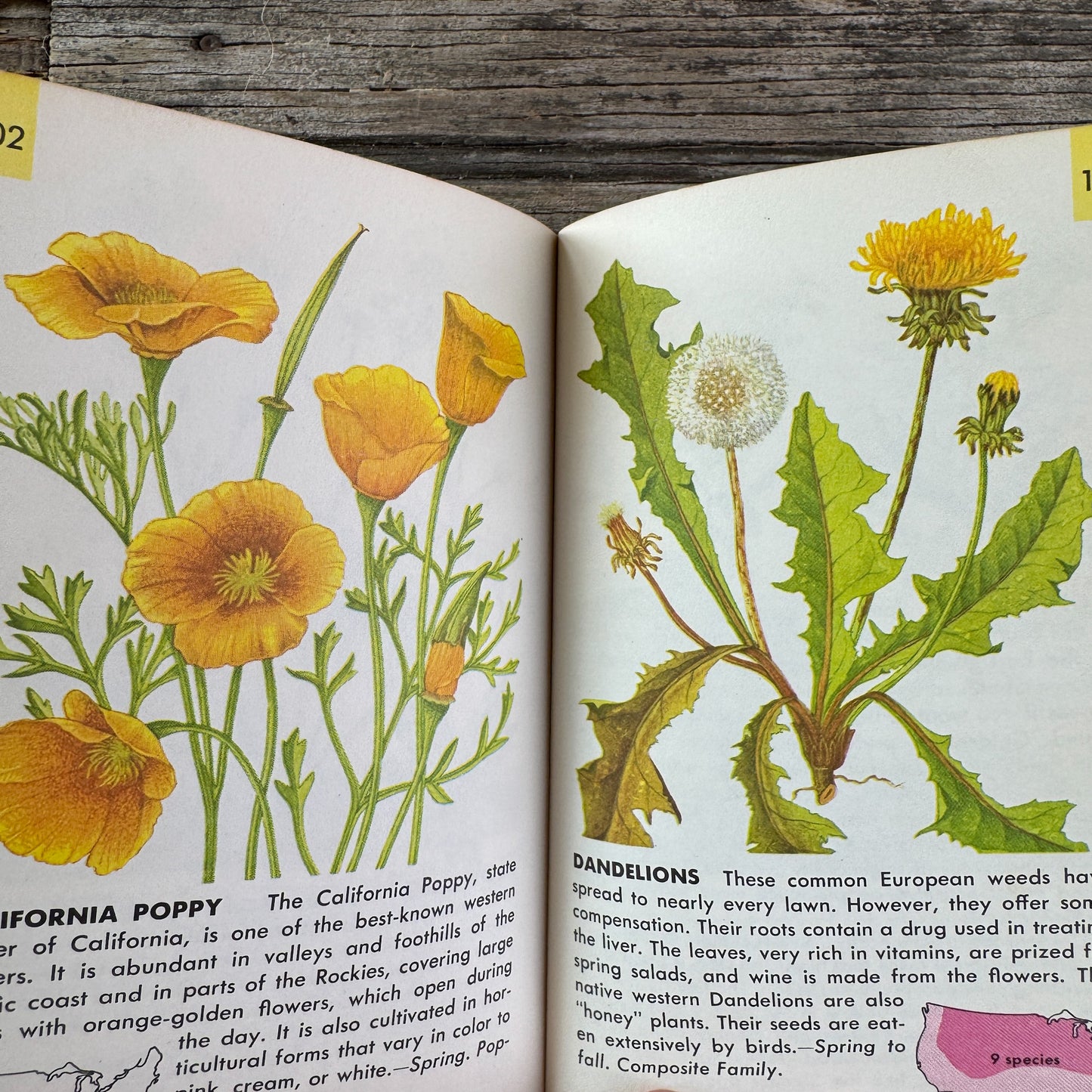 Flowers, A Golden Guide, 1964