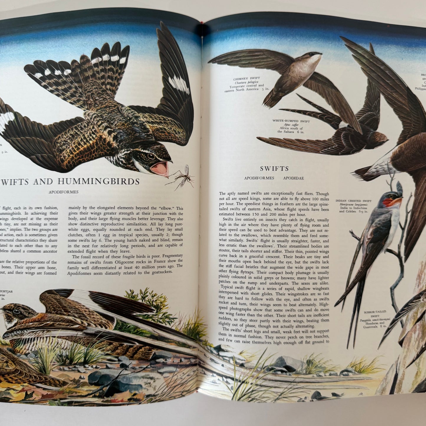 Birds of the World, Golden Press Oversized Hardcover 1983