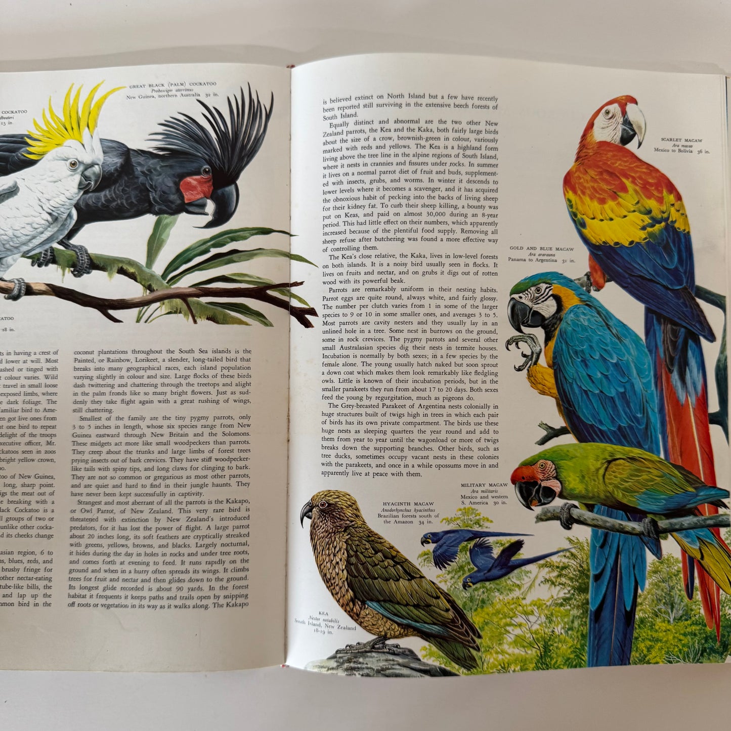 Birds of the World, Golden Press Oversized Hardcover 1983