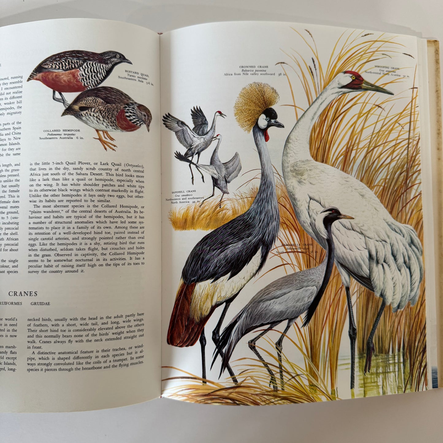 Birds of the World, Golden Press Oversized Hardcover 1983