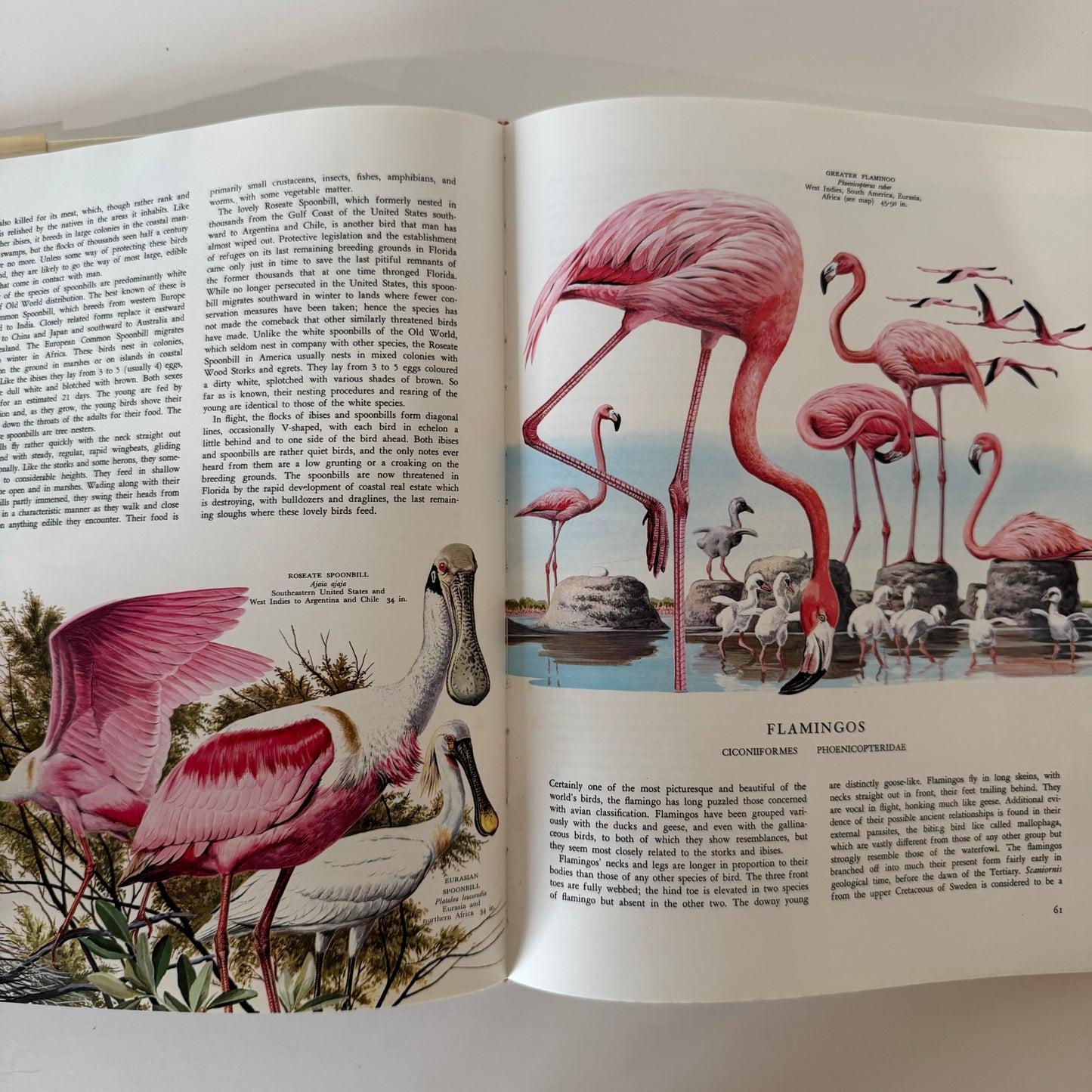 Birds of the World, Golden Press Oversized Hardcover 1983