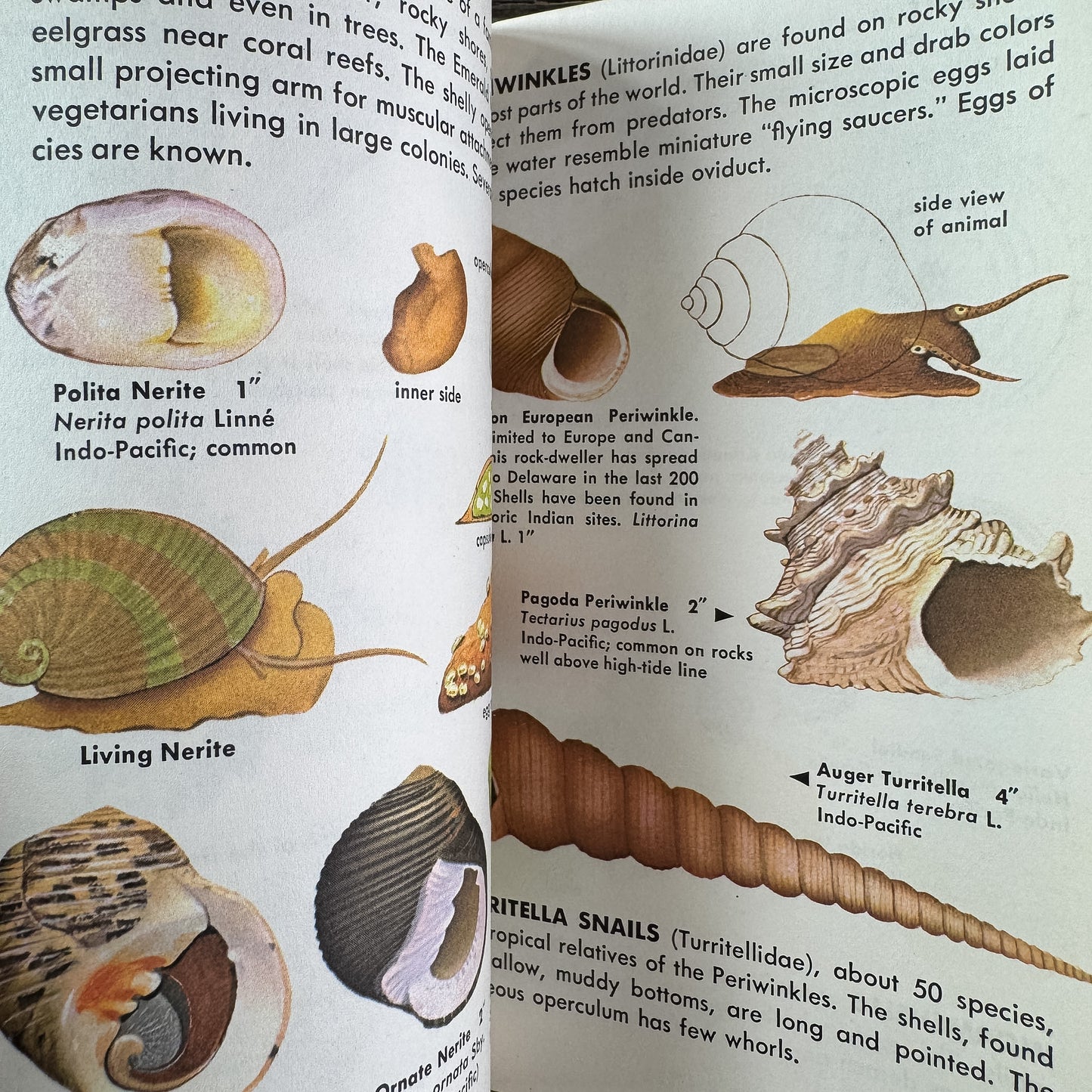 Sea Shells of the World, A Golden Guide, 1962