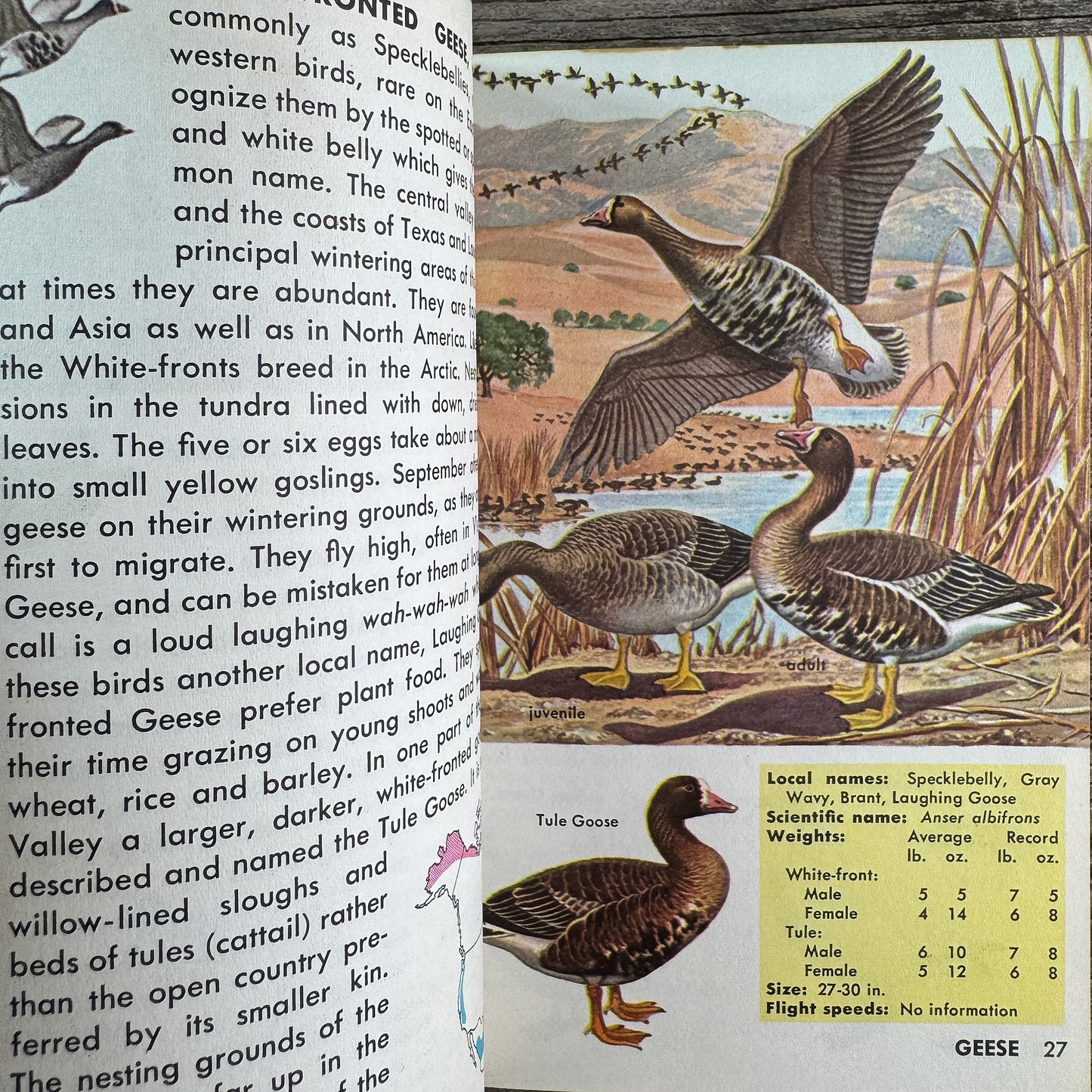Game Birds, A Golden Guide, 1961