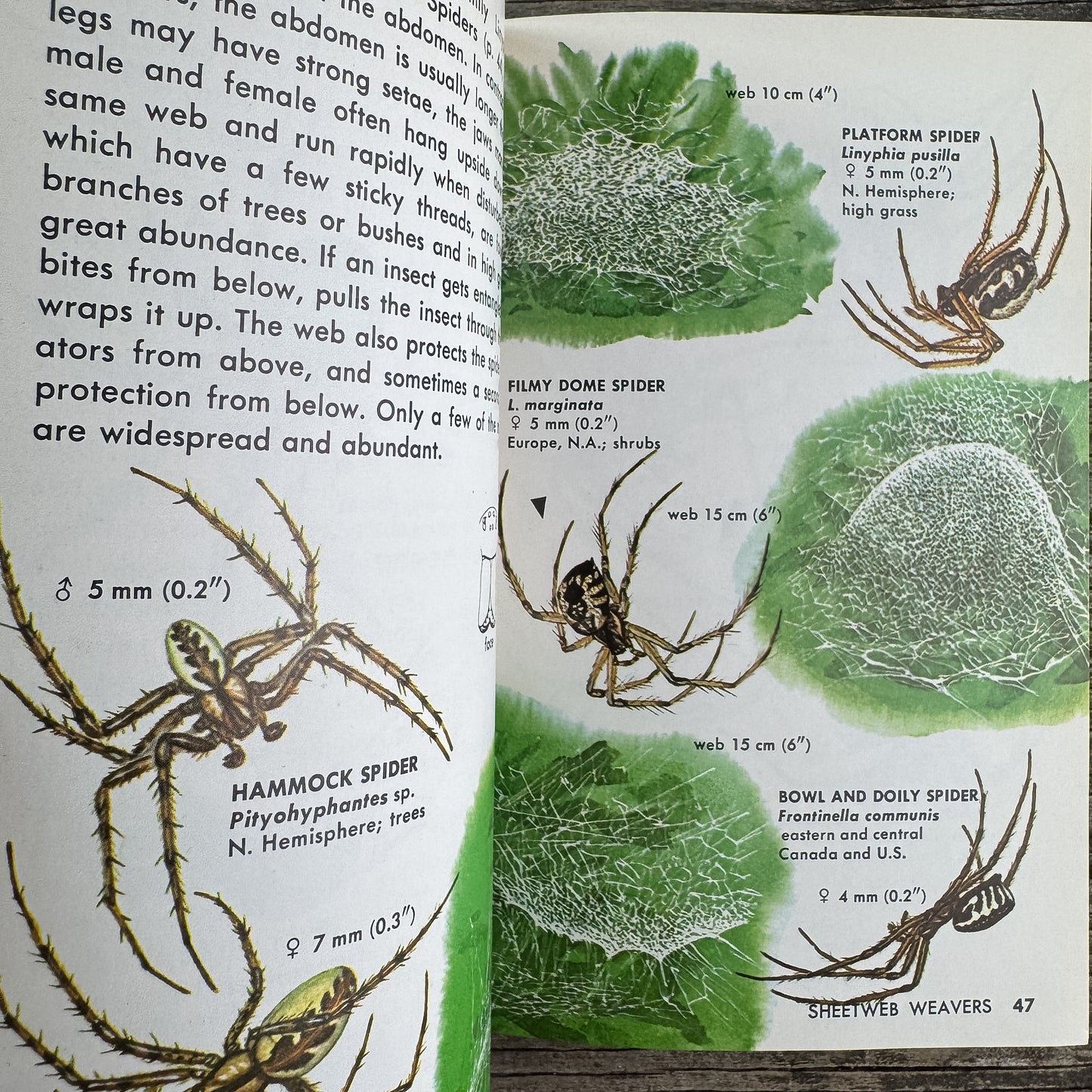 Spiders and Their Kin, A Golden Guide, 1968