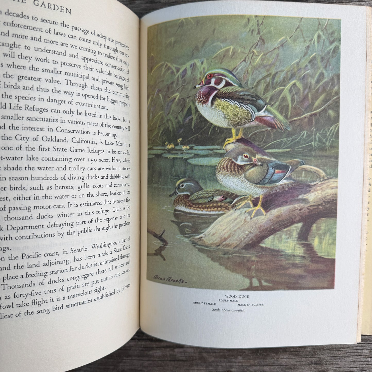 Birds in the Garden and How to Attract Them, Margaret McKenny, 1971 Printing