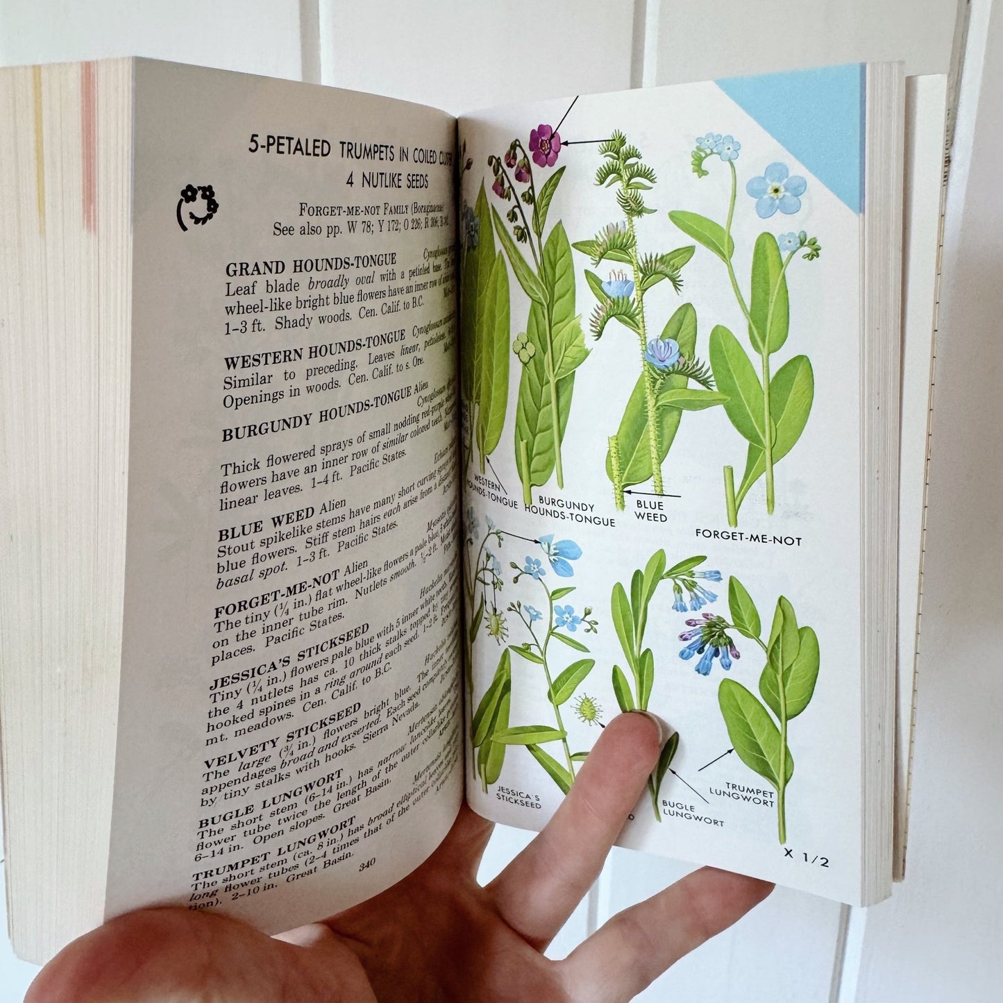 A Field Guide to Pacific States Wildflowers, 1976, Roger Tory Peterson - Pretty Old Books