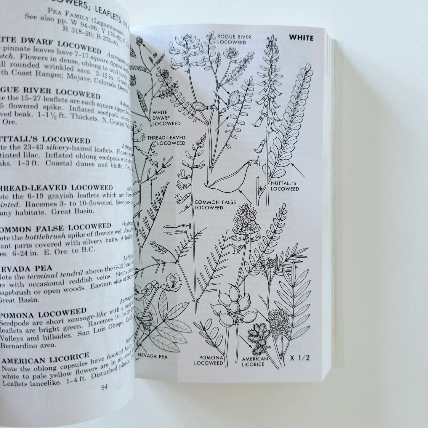 A Field Guide to Pacific States Wildflowers, 1976, Roger Tory Peterson - Pretty Old Books