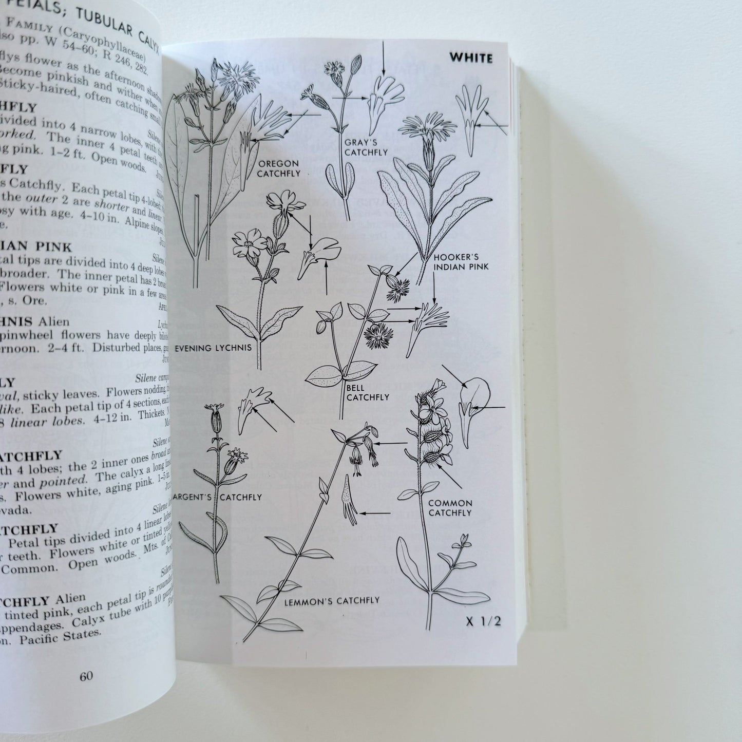 A Field Guide to Pacific States Wildflowers, 1976, Roger Tory Peterson - Pretty Old Books