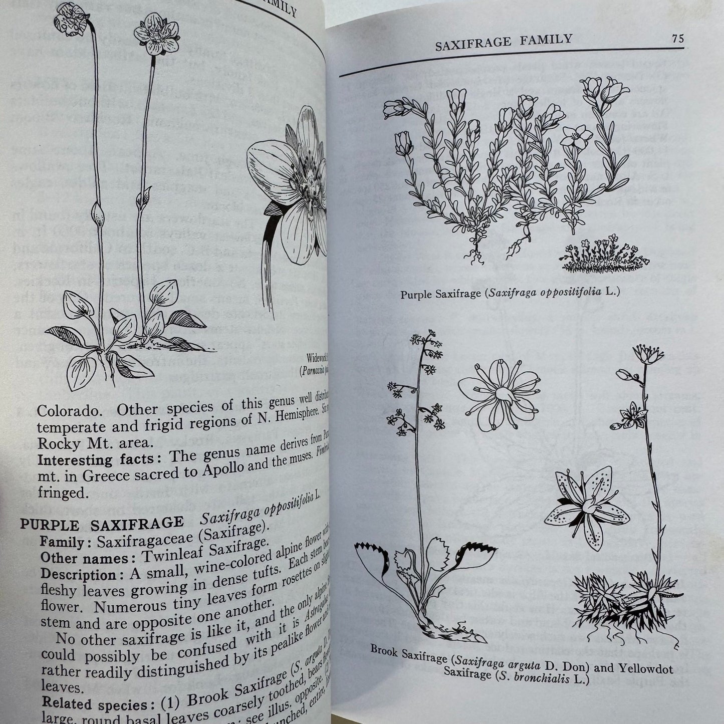 A Field Guide to Rocky Mountain Wildflowers, 1963, Peterson Field Guide Paperback - Pretty Old Books