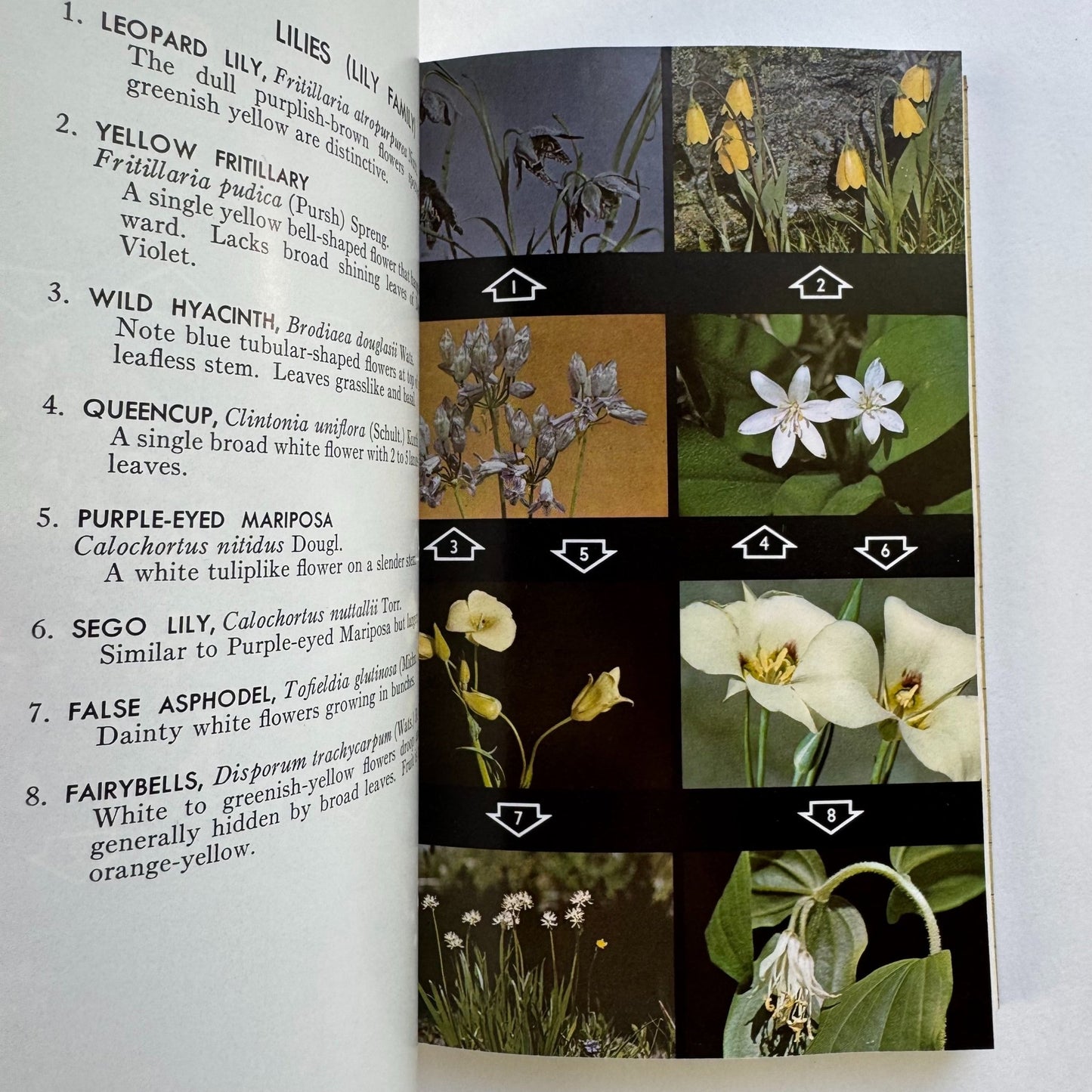 A Field Guide to Rocky Mountain Wildflowers, 1963, Peterson Field Guide Paperback - Pretty Old Books