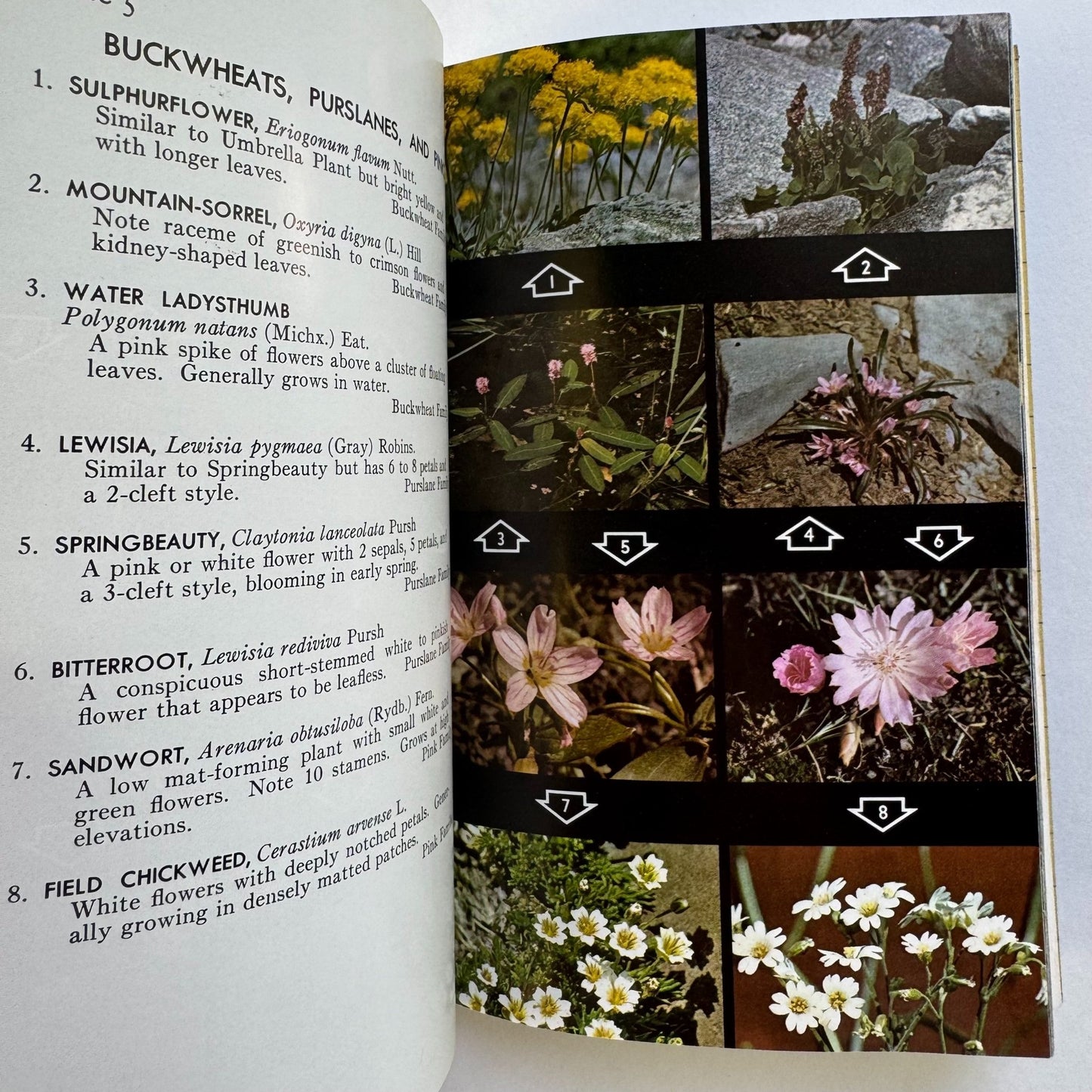 A Field Guide to Rocky Mountain Wildflowers, 1963, Peterson Field Guide Paperback - Pretty Old Books