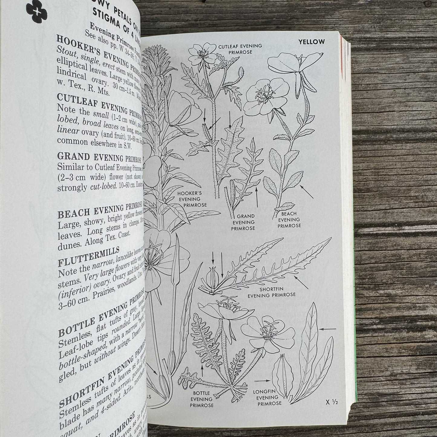 A Field Guide to Southwestern and Texas Wildflowers, Niehaus, Ripper, and Savage, 1984 - Pretty Old Books