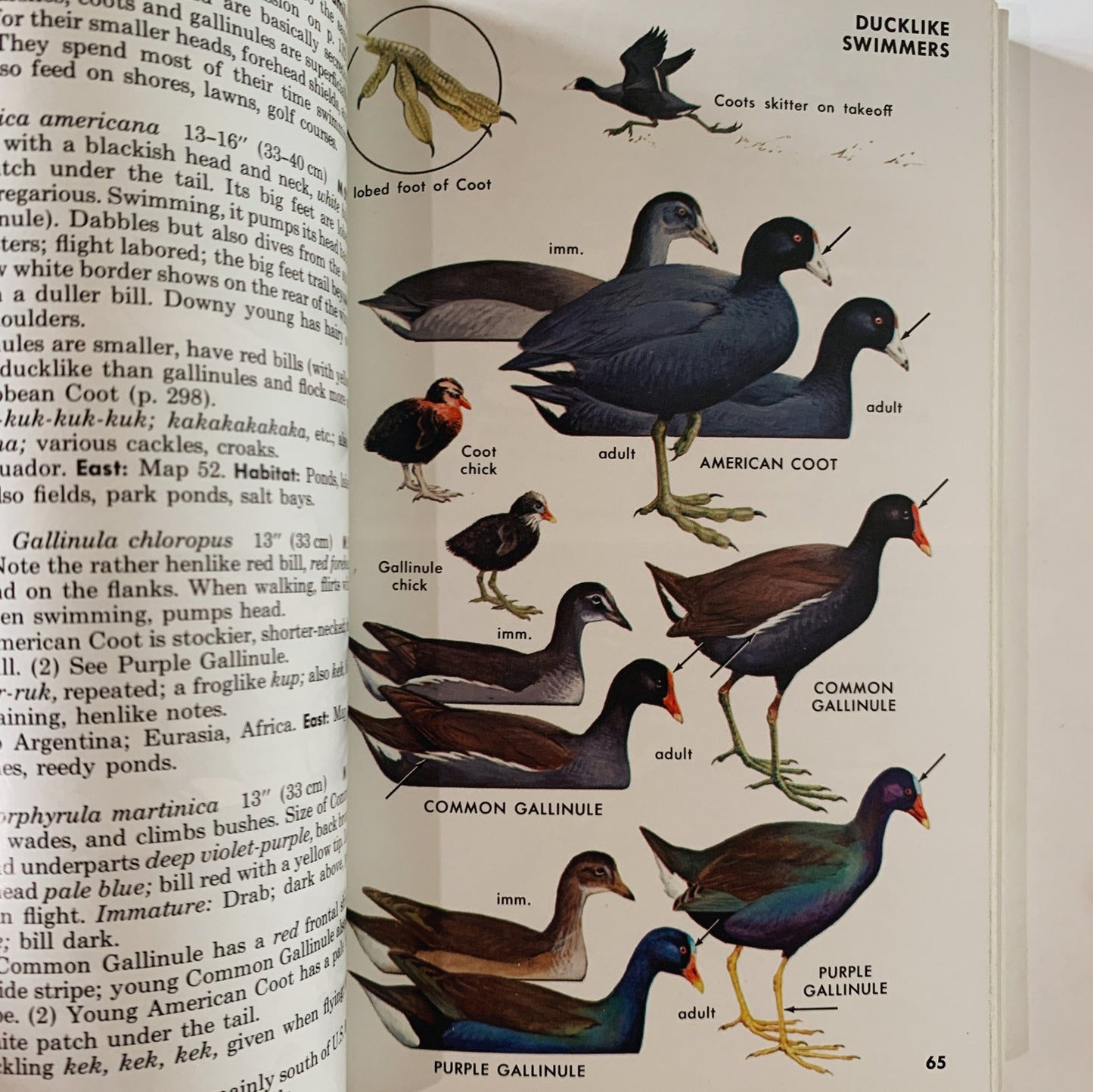A Field Guide to the Birds, Roger Tory Peterson, Paperback Fourth Edition, 1980 - Pretty Old Books