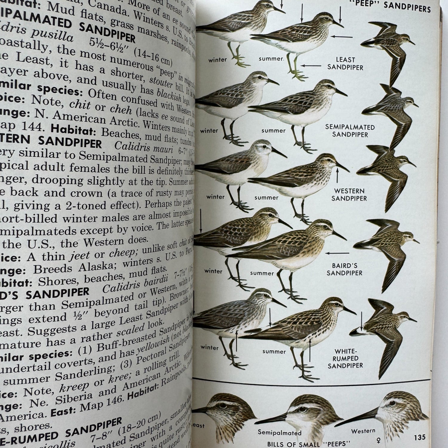 A Field Guide to the Birds, Roger Tory Peterson, Paperback Fourth Edition, 1980 - Pretty Old Books