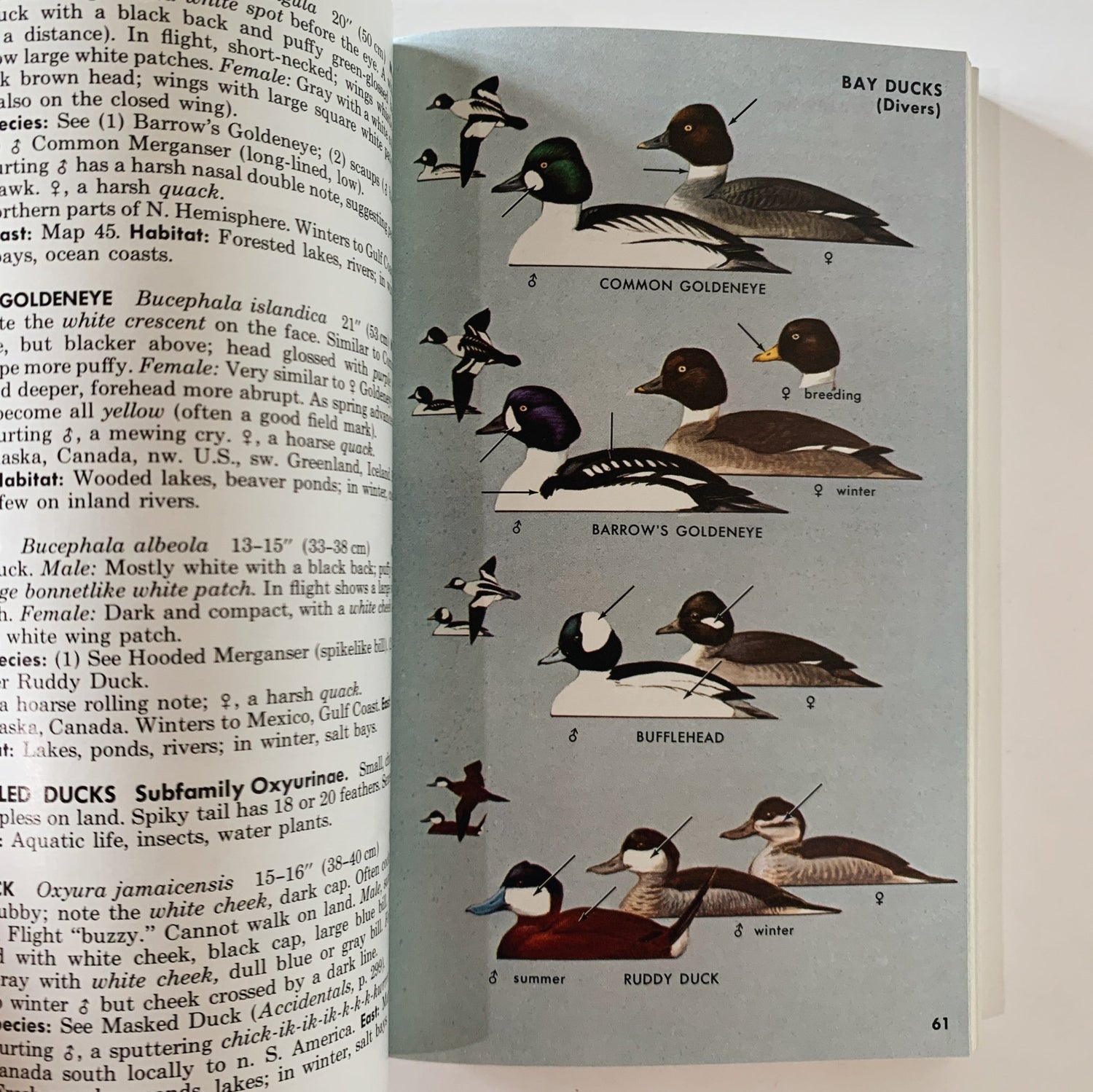 A Field Guide to the Birds, Roger Tory Peterson, Paperback Fourth Edition, 1980 - Pretty Old Books