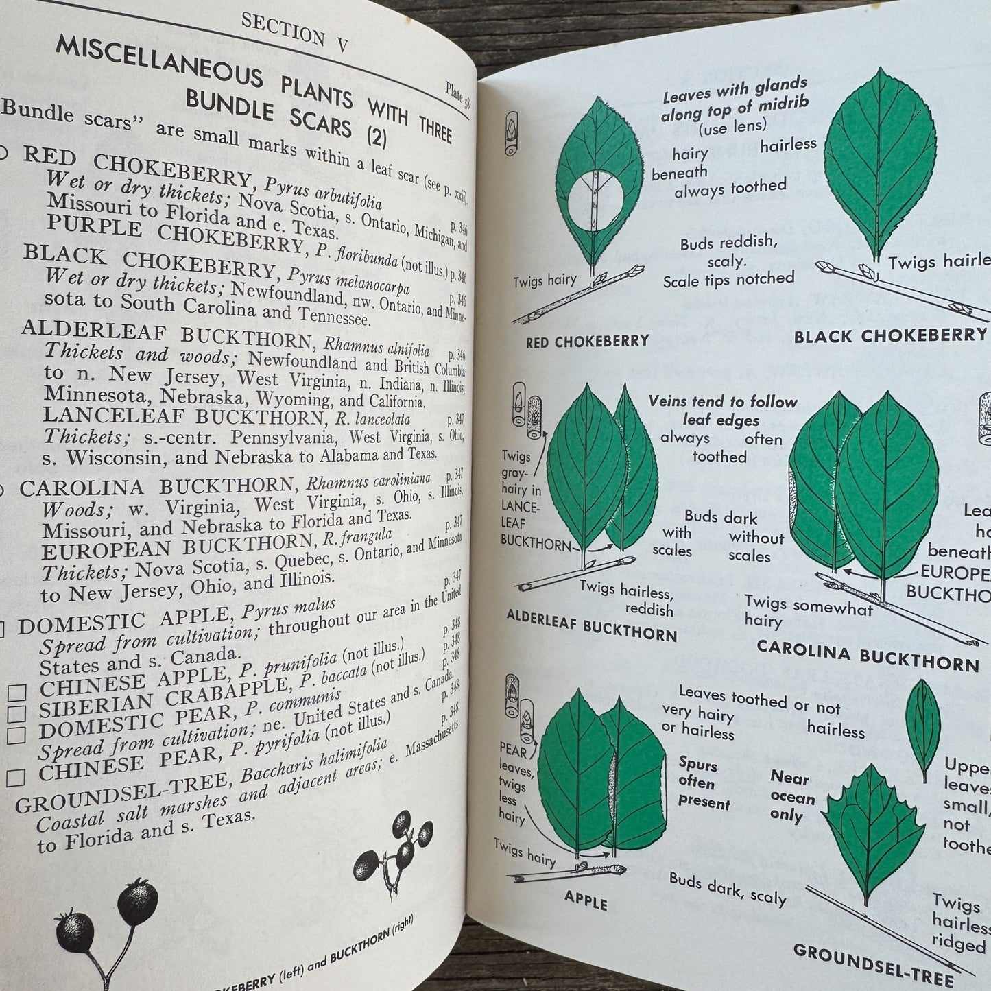 A Field Guide to Trees and Shrubs, Roger Tory Peterson Hardcover 1958 - Pretty Old Books
