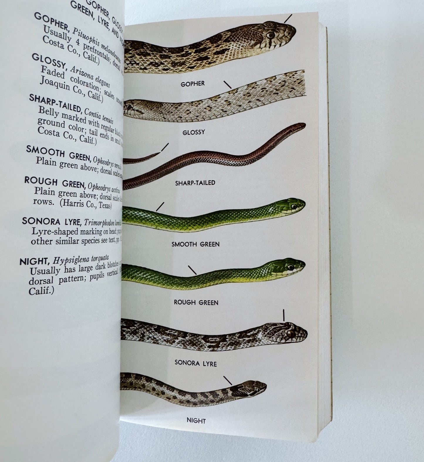 A Field Guide to Western Reptiles and Amphibians, 1966, Roger Tory Peterson - Pretty Old Books