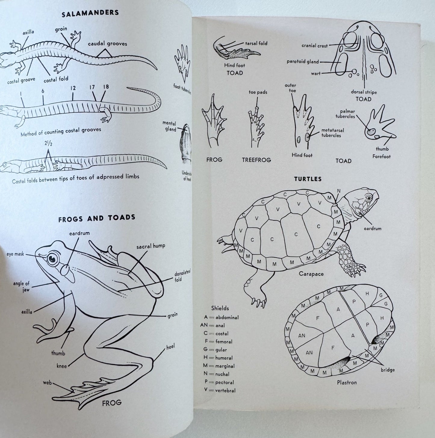 A Field Guide to Western Reptiles and Amphibians, 1966, Roger Tory Peterson - Pretty Old Books