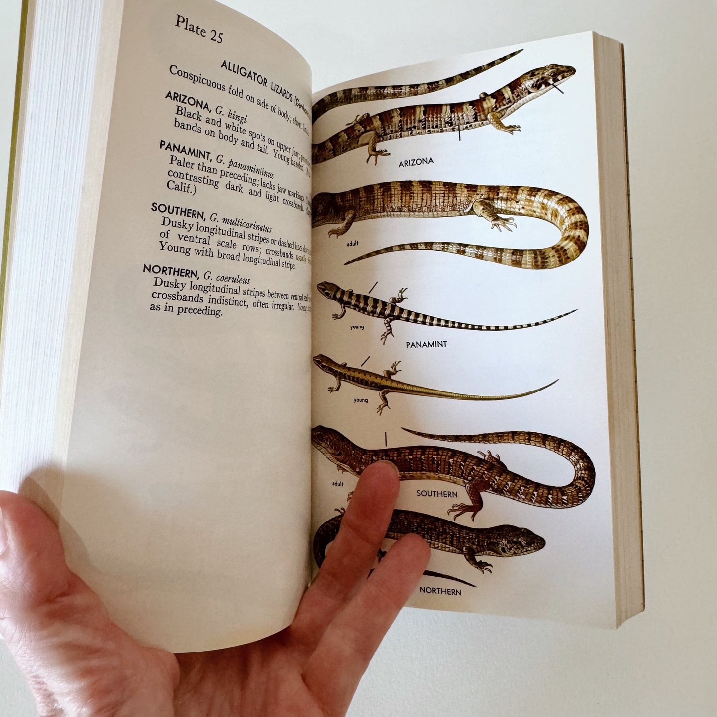 A Field Guide to Western Reptiles and Amphibians, 1966, Roger Tory Peterson - Pretty Old Books