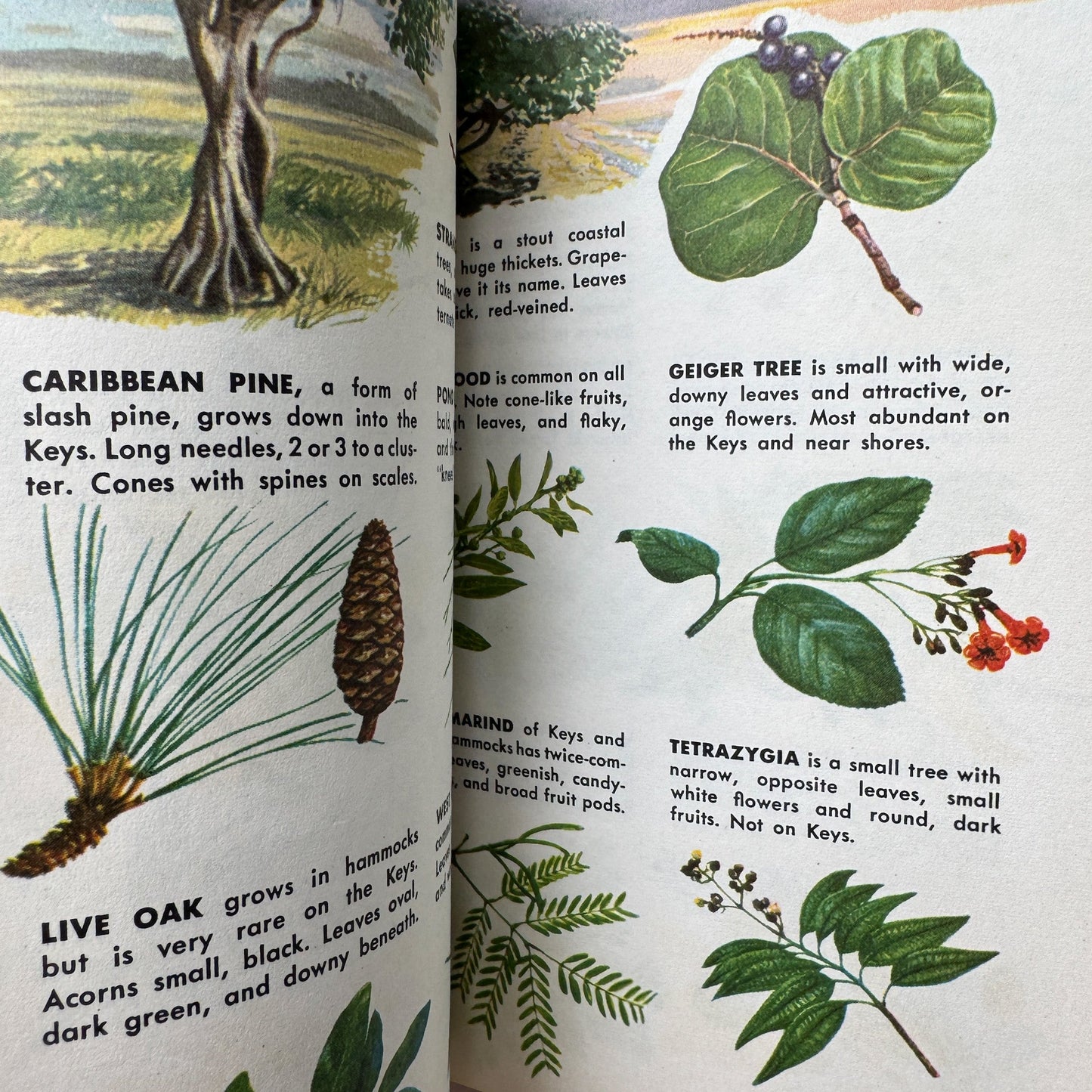 A Guide to Everglades National Park and the Nearby Florida Keys: A Golden Guide 1962 - Pretty Old Books
