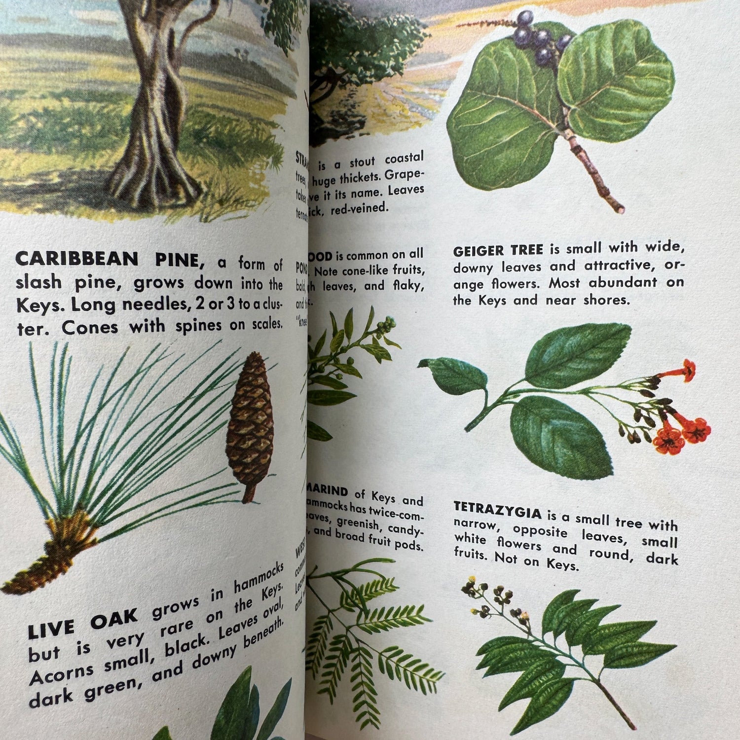 A Guide to Everglades National Park and the Nearby Florida Keys: A Golden Guide 1962 - Pretty Old Books