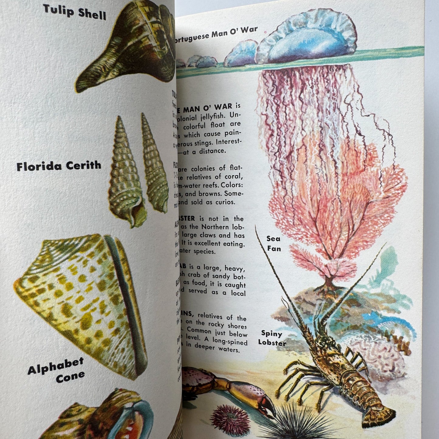 A Guide to Everglades National Park and the Nearby Florida Keys: A Golden Guide 1962 - Pretty Old Books