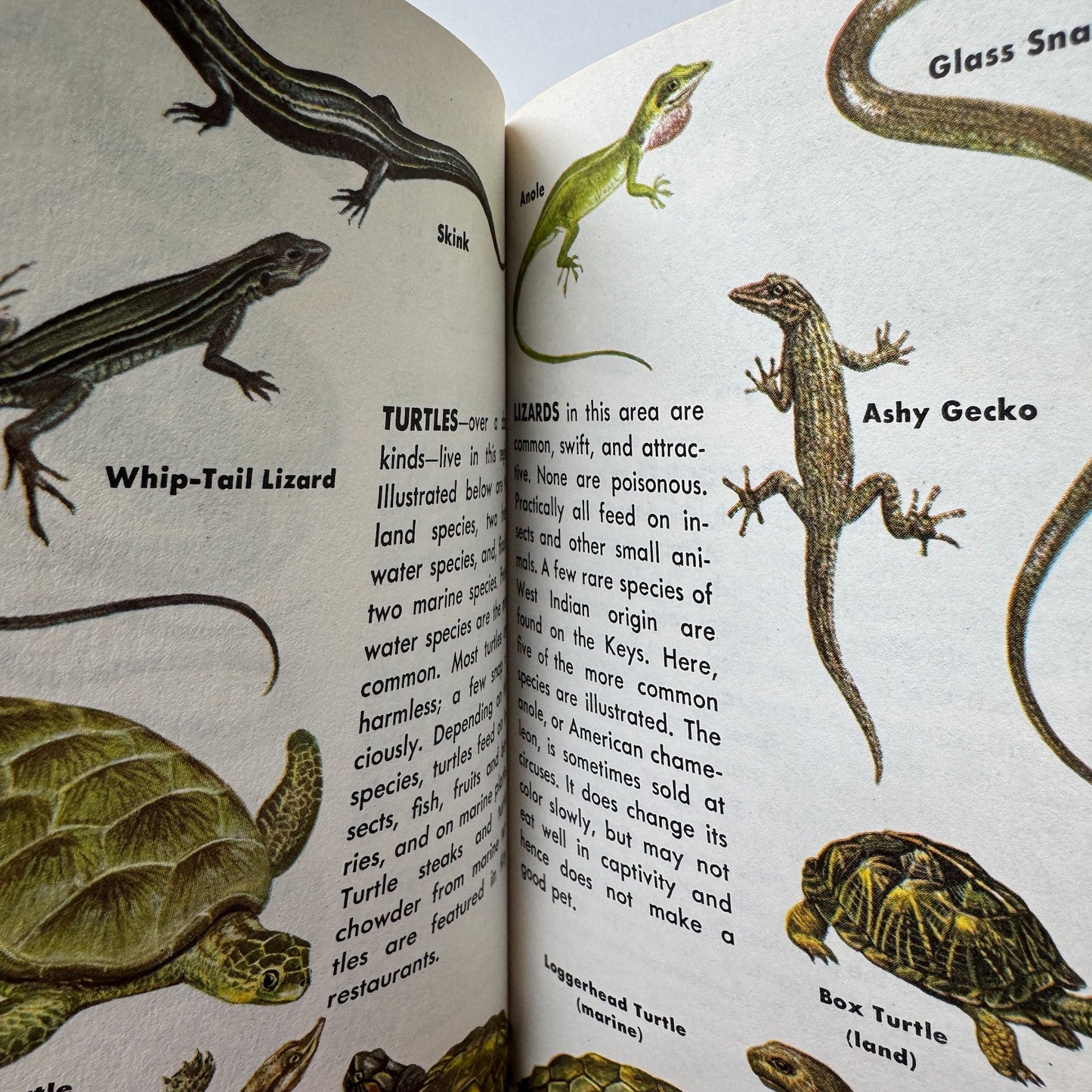 A Guide to Everglades National Park and the Nearby Florida Keys: A Golden Guide 1962 - Pretty Old Books